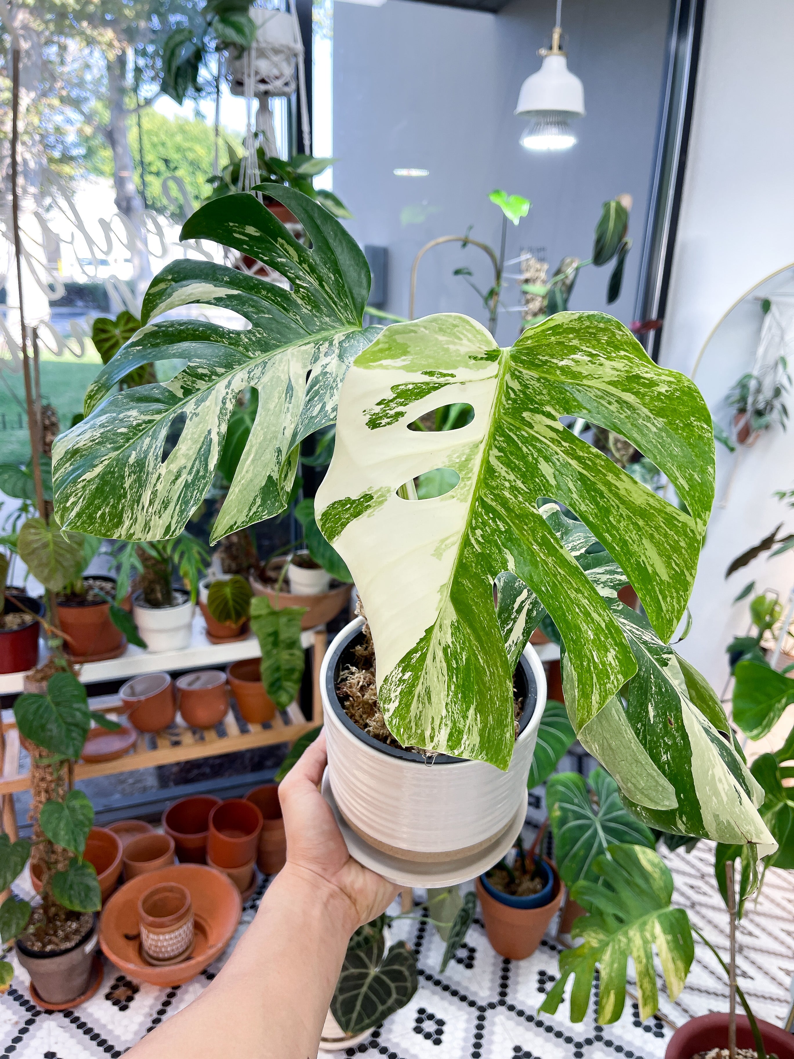 Monstera Albo Variegated rooted