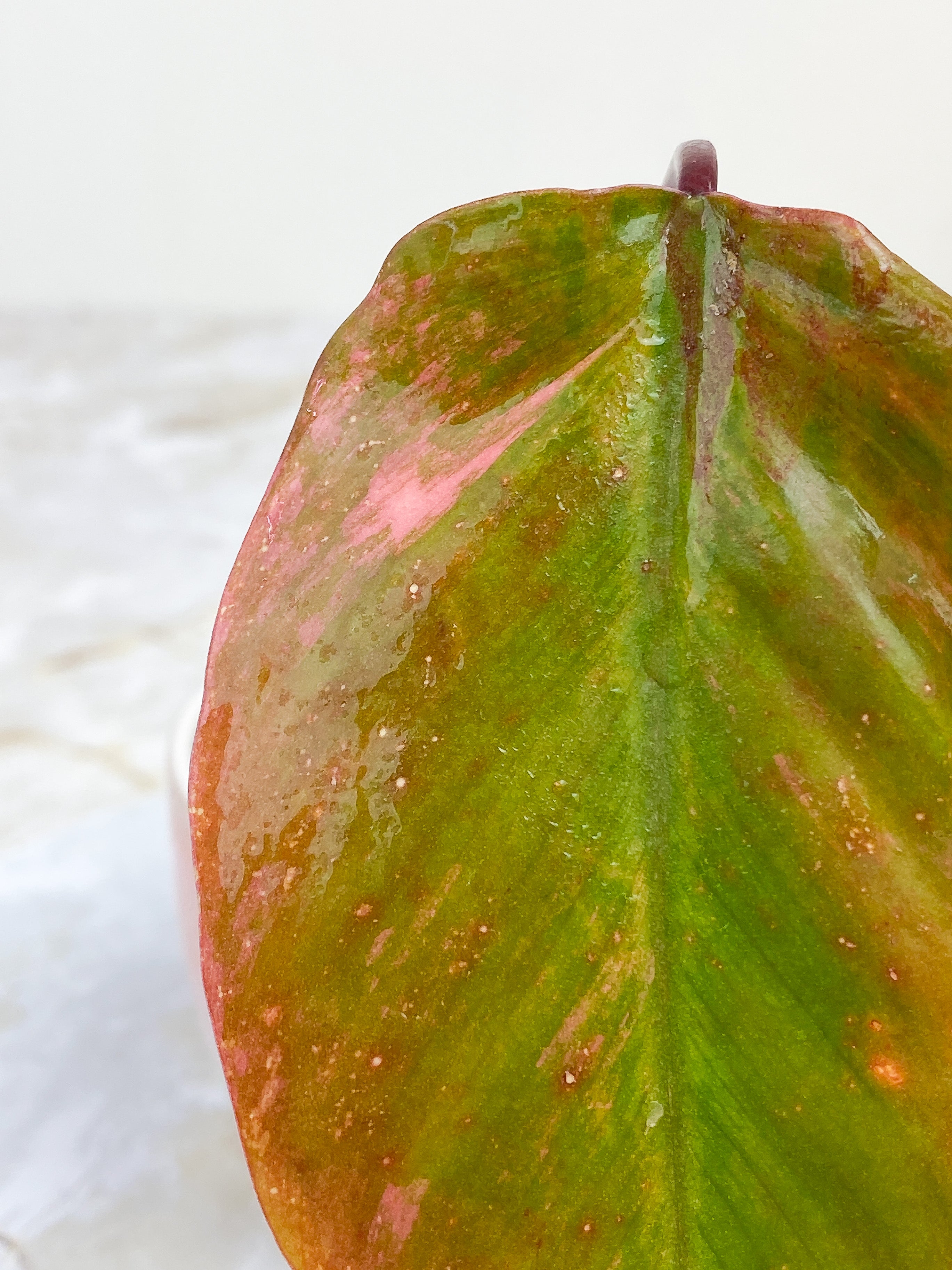 Philodendron Strawberry Shake slightly Rooted cutting