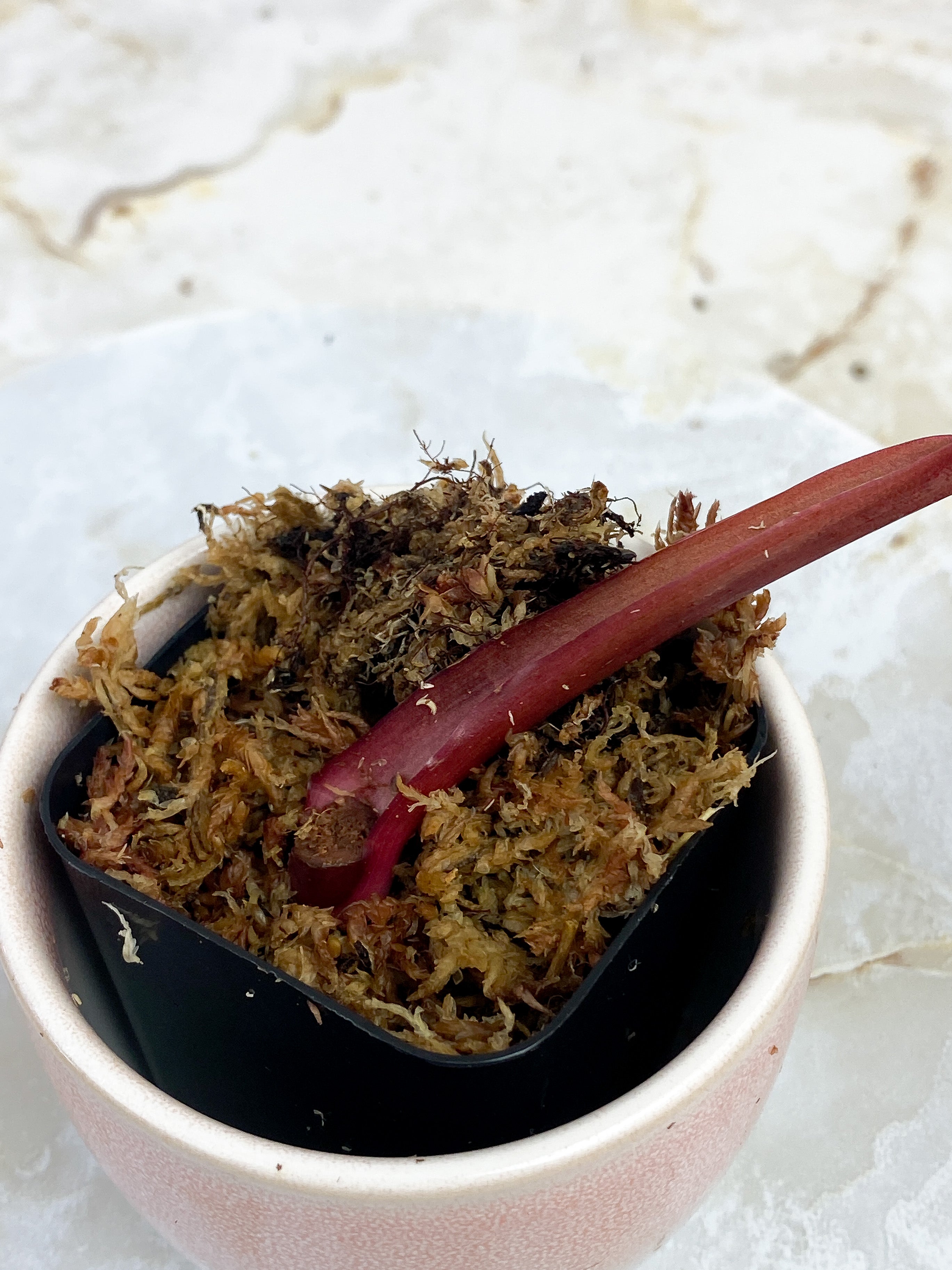 Philodendron Strawberry Shake slightly Rooted cutting