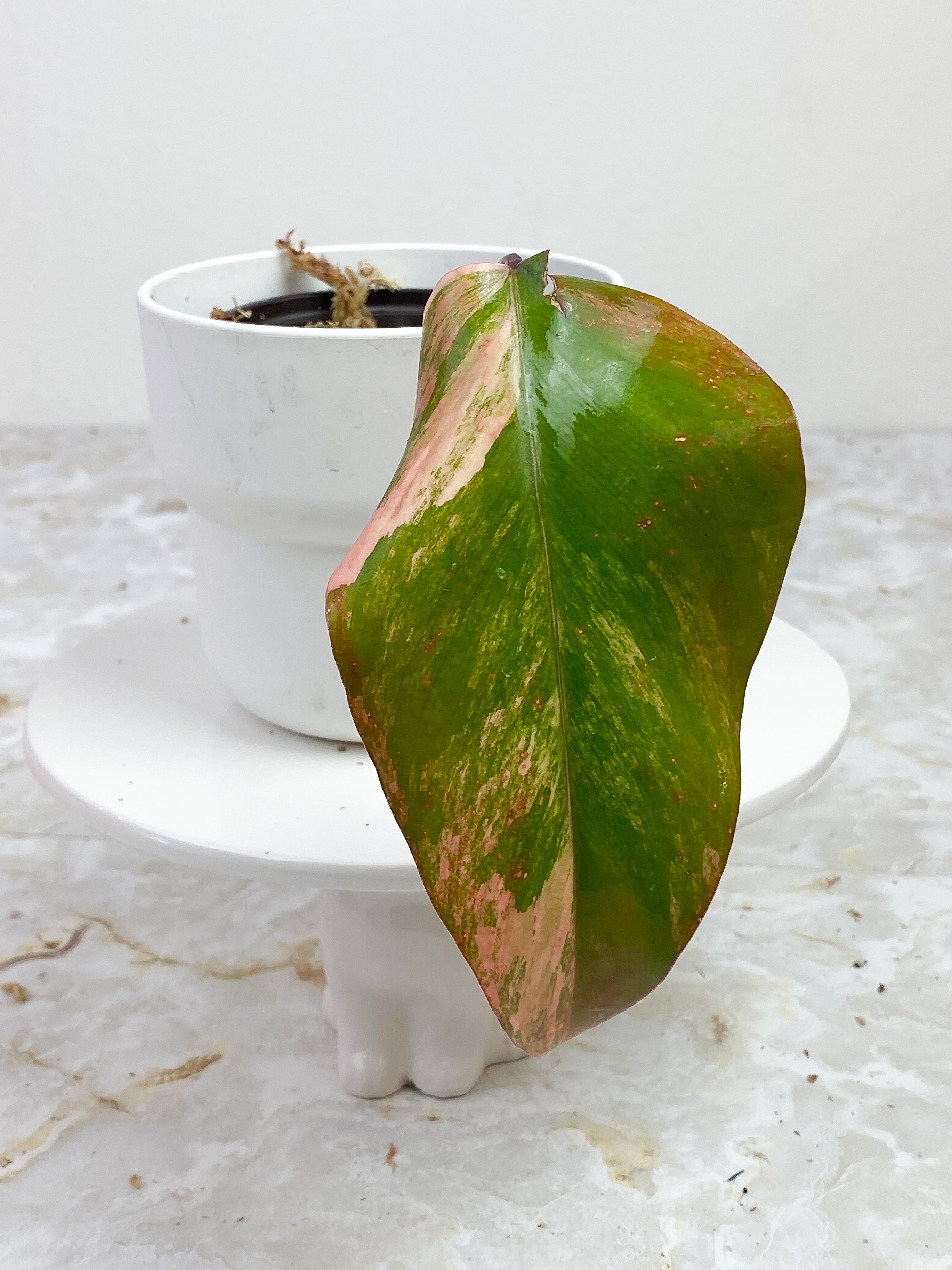 Philodendron Strawberry Shake slightly Rooted cutting