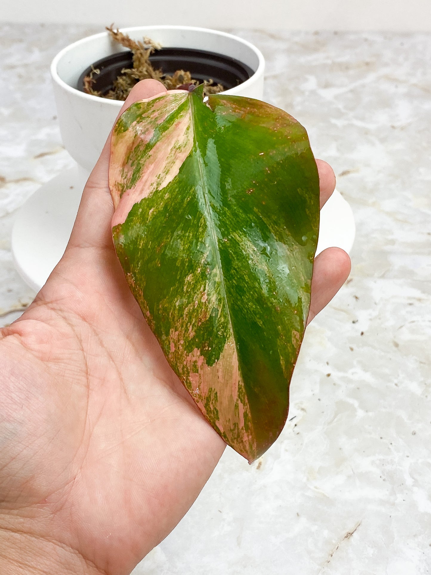 Philodendron Strawberry Shake slightly Rooted cutting
