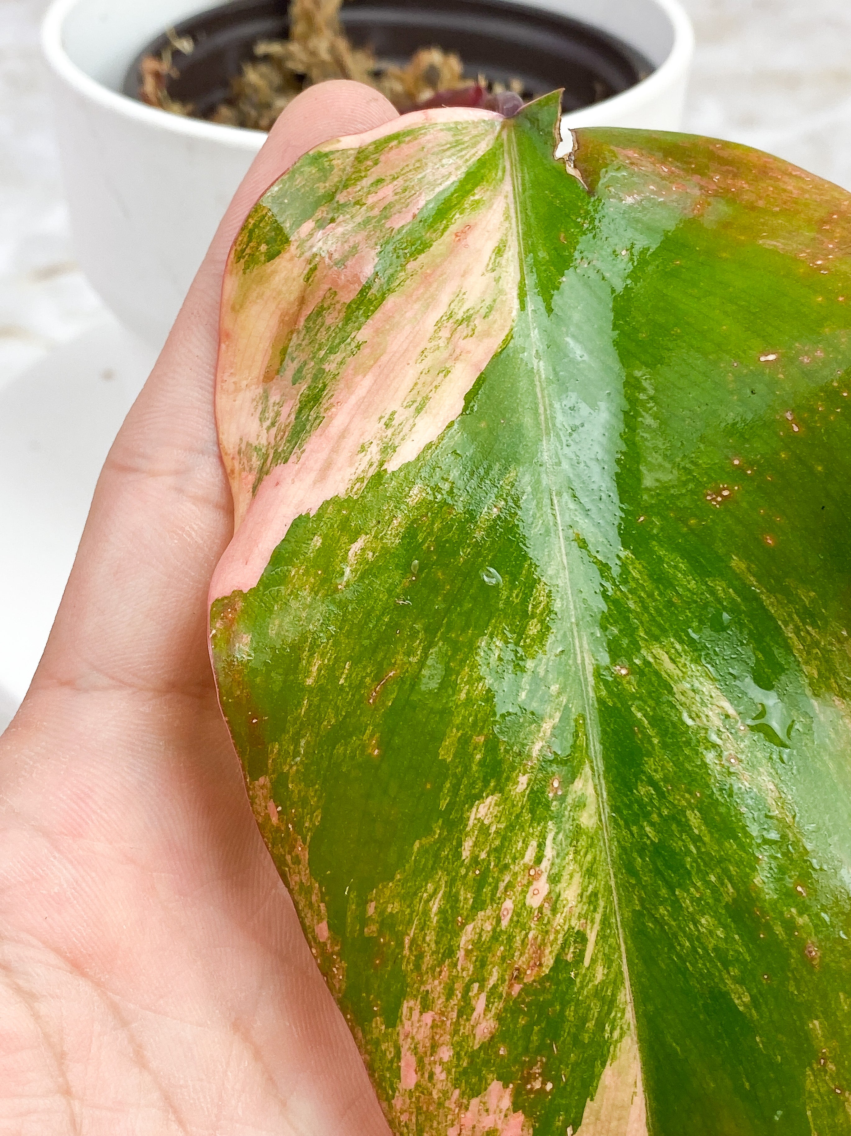 Philodendron Strawberry Shake slightly Rooted cutting