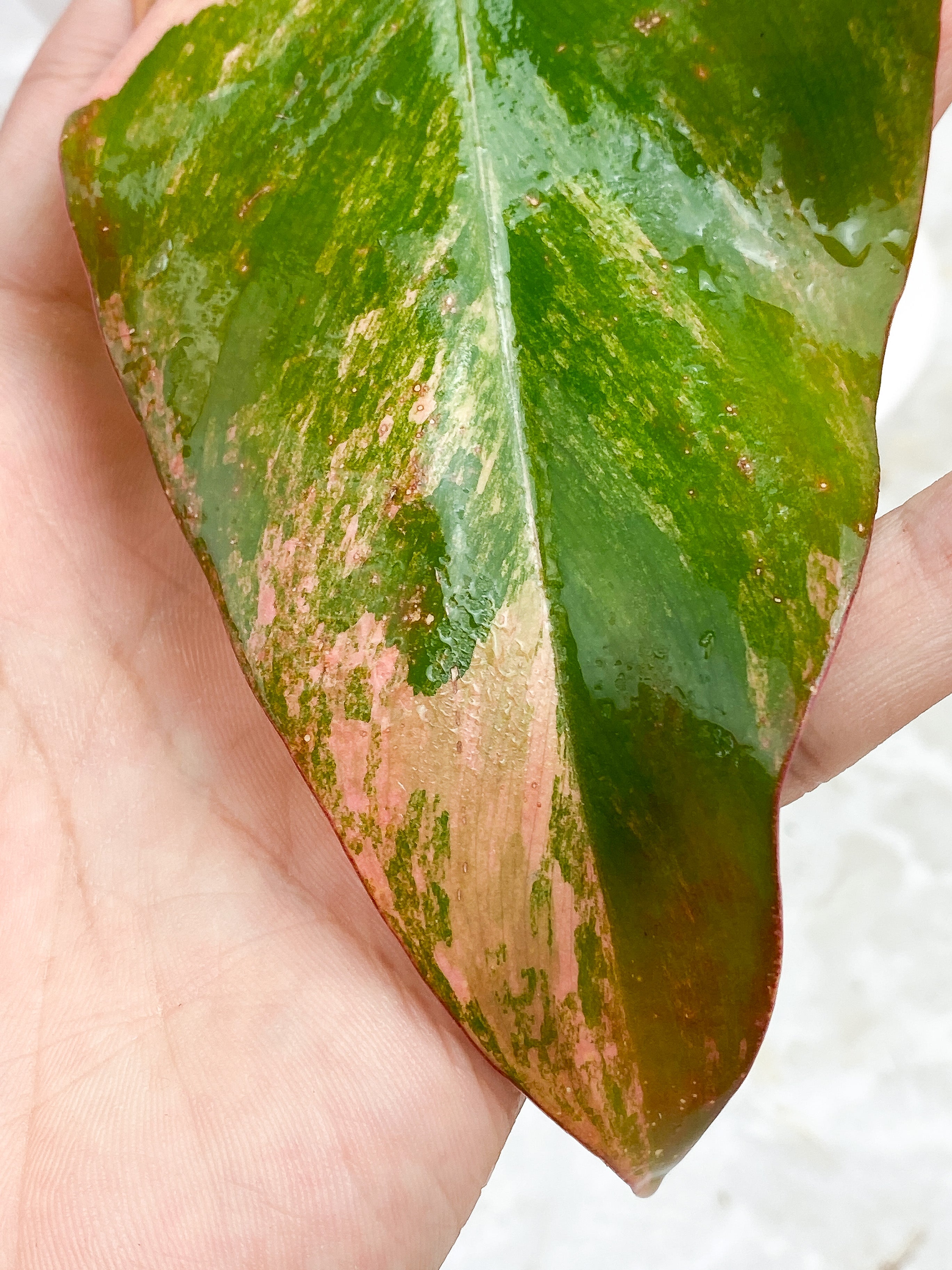 Philodendron Strawberry Shake slightly Rooted cutting