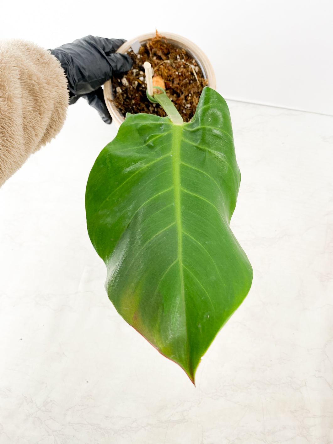 Grower Choice: Philodendron  red moon Slightly Rooted 1 leaf