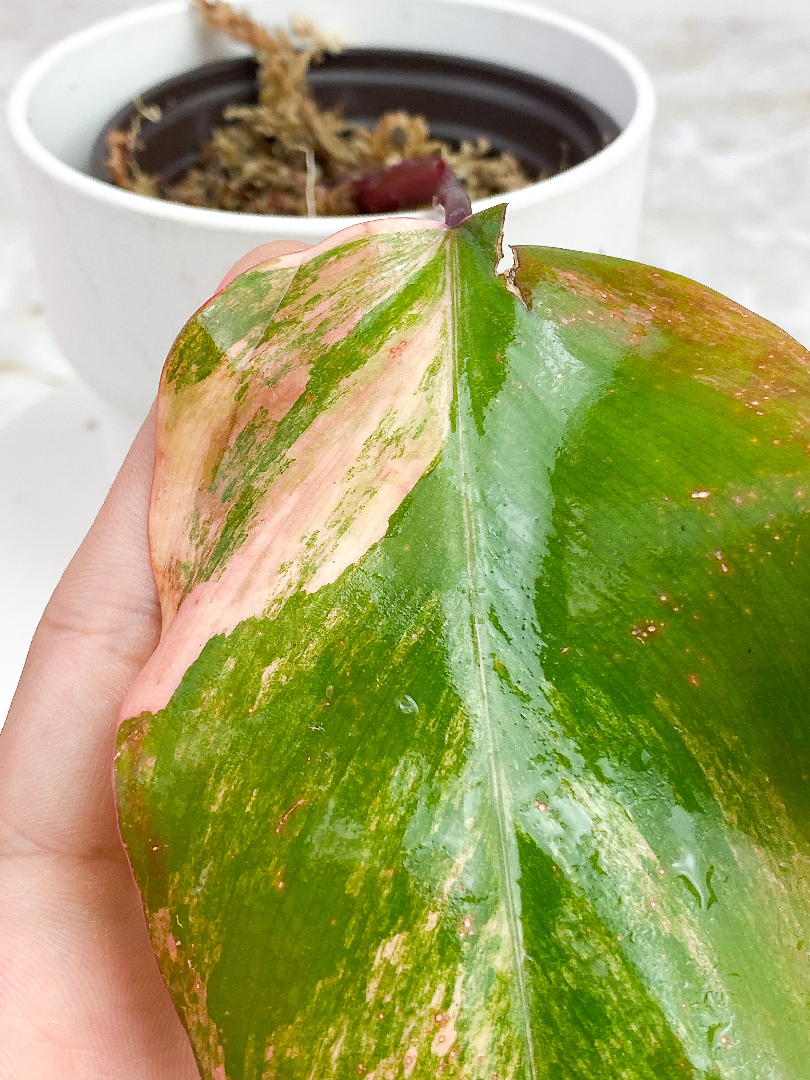 Philodendron Strawberry Shake slightly Rooted cutting