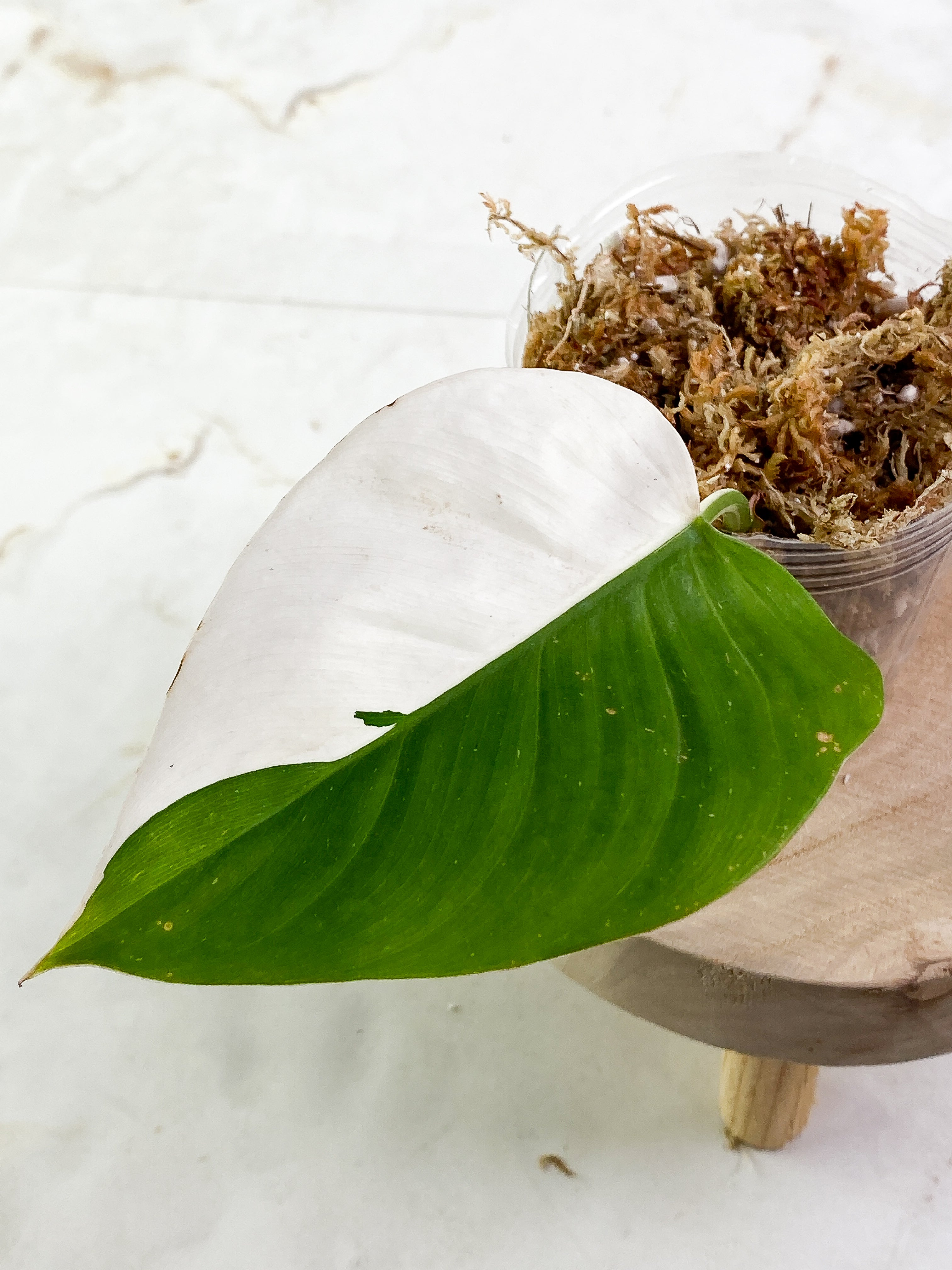 Philodendron White Princess 1 leaf halfmoon Slightly Rooted