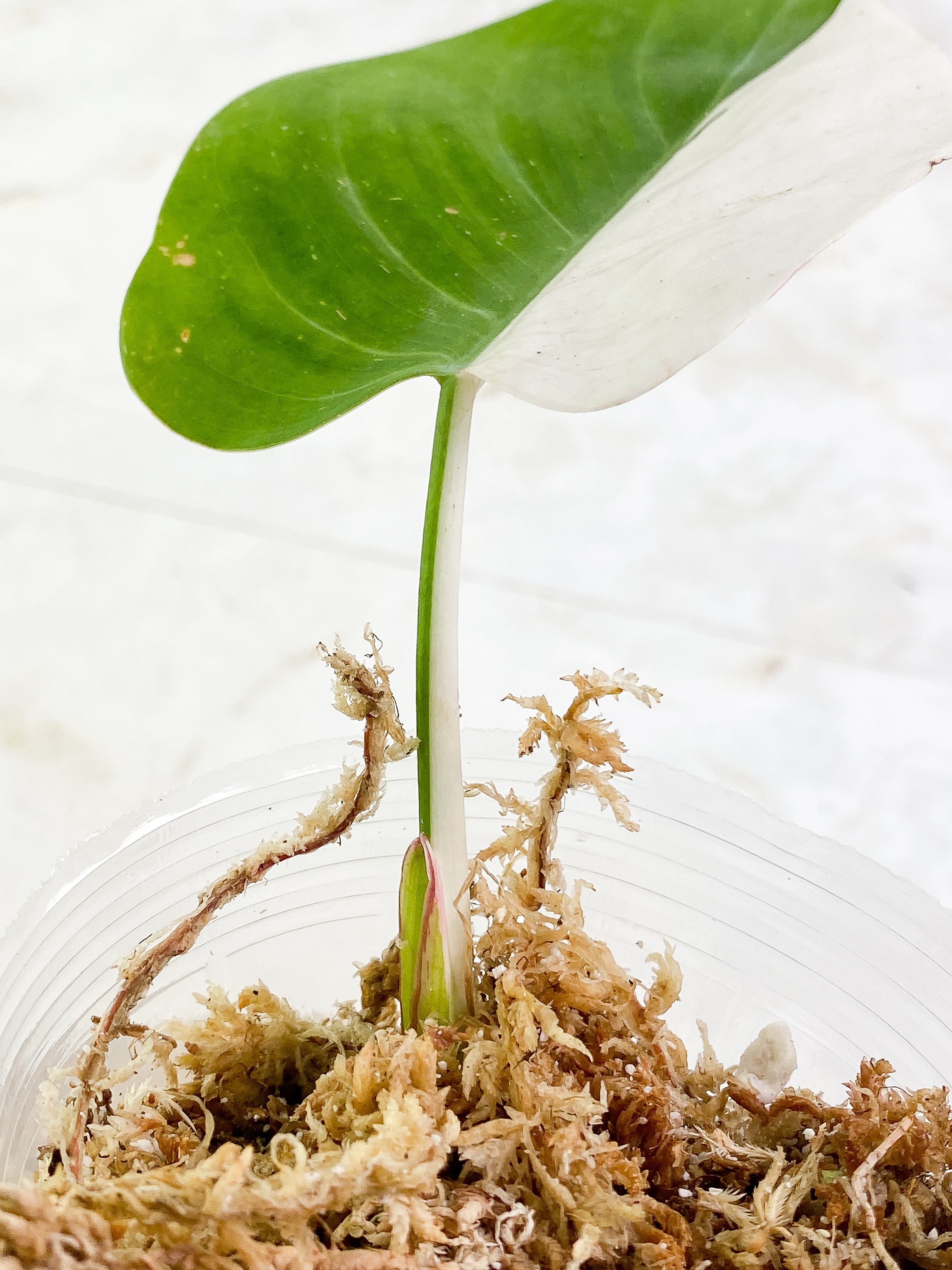 Philodendron White Princess 1 leaf halfmoon Slightly Rooted