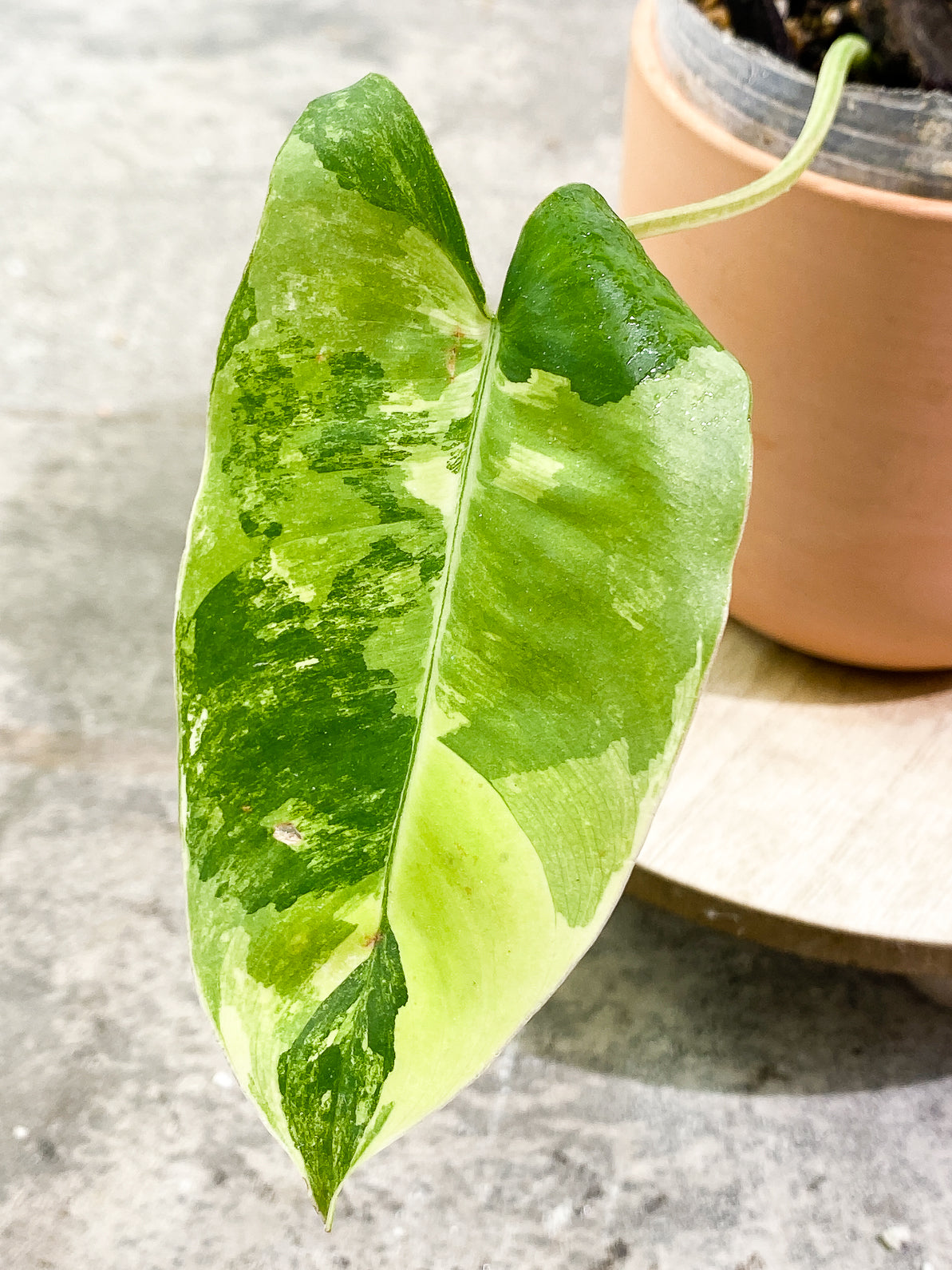 Philodendron Burle Marx Variegated 3 leaves 2 sprouts rooted