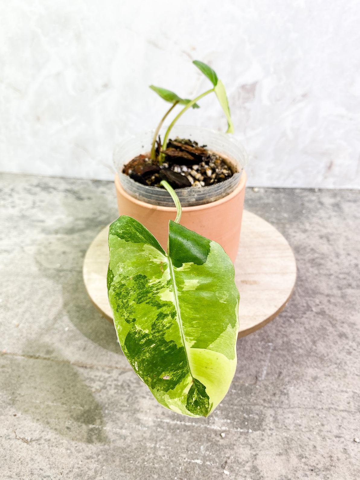 Philodendron Burle Marx Variegated 3 leaves 2 sprouts rooted