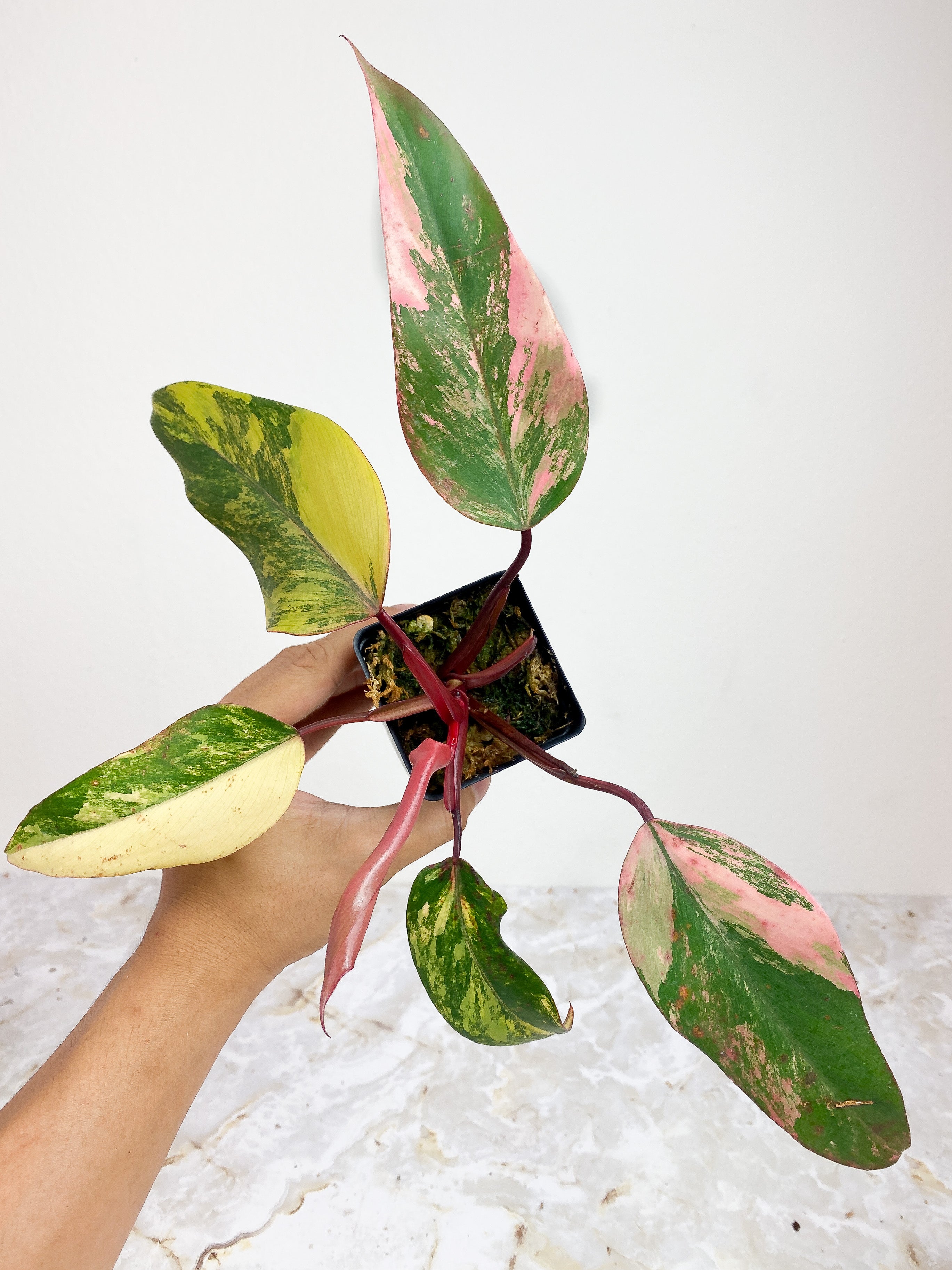 Philodendron Strawberry Shake slightly Rooted cutting