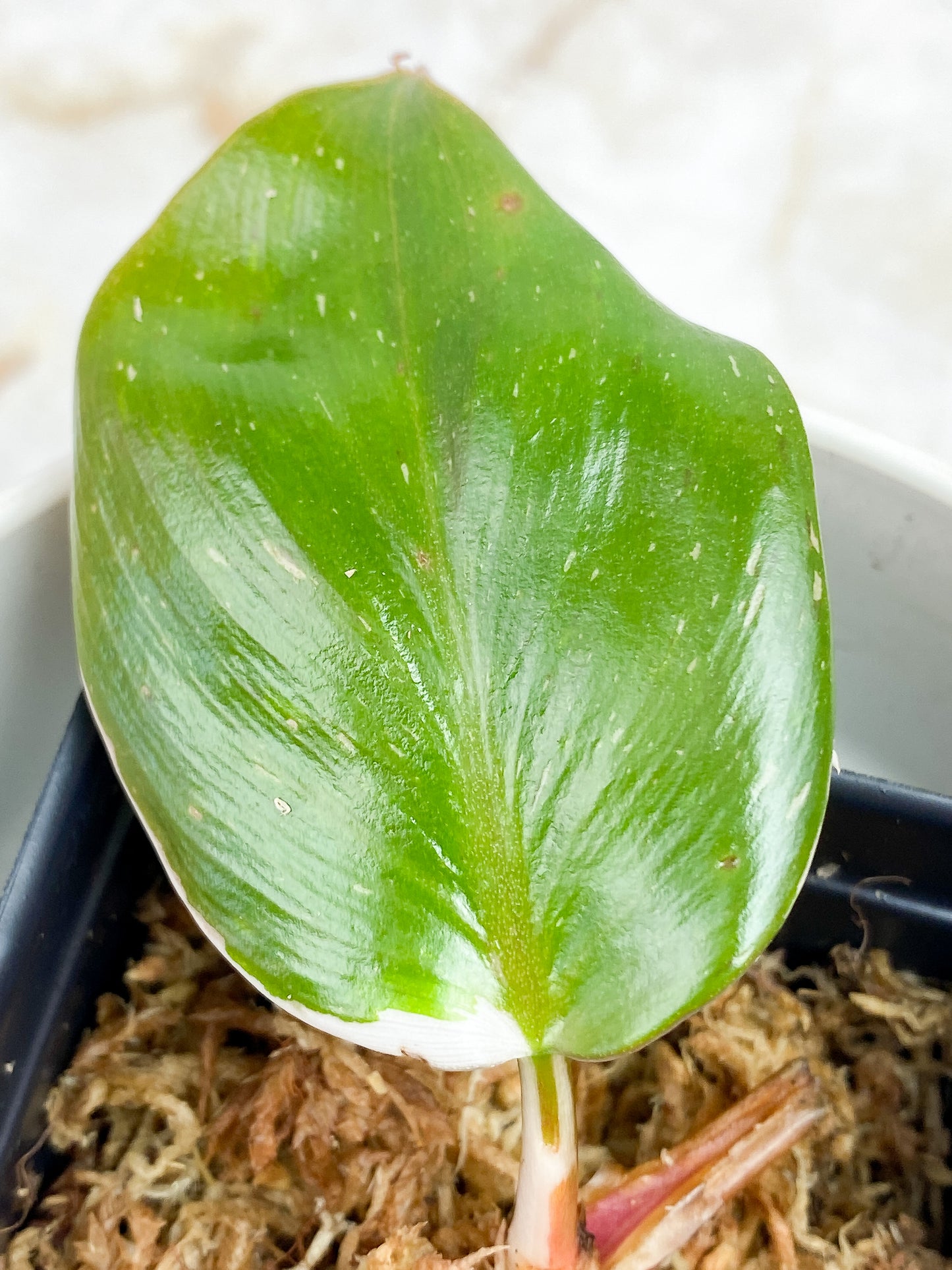 Philodendron White Knight Slightly rooted