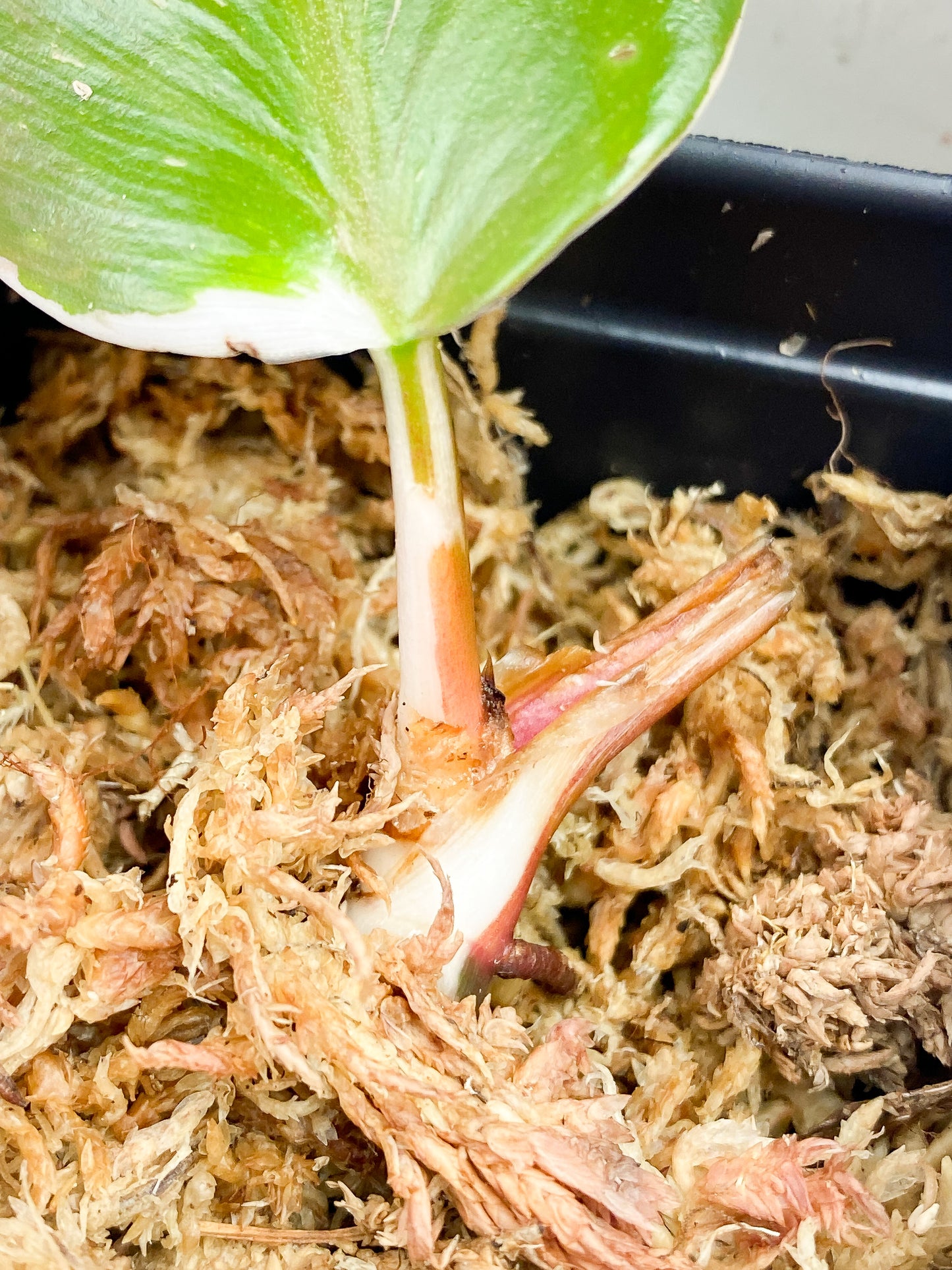 Philodendron White Knight Slightly rooted