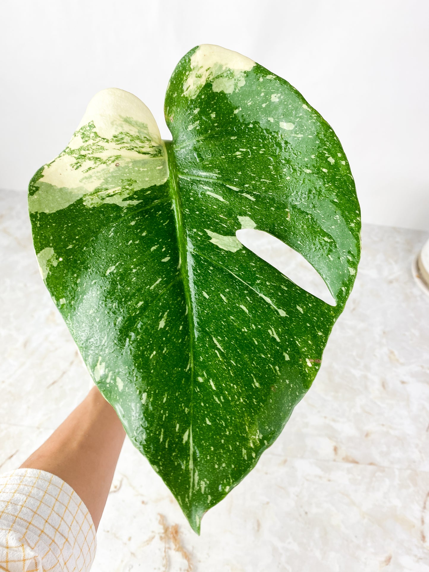 Monstera Thai Constellation rooted 1 Leaf highly Variegated