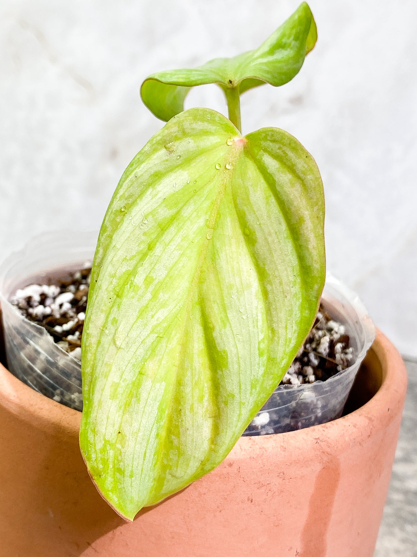 Philodendron Mamei Silver Cloud 2 leaves Rooted