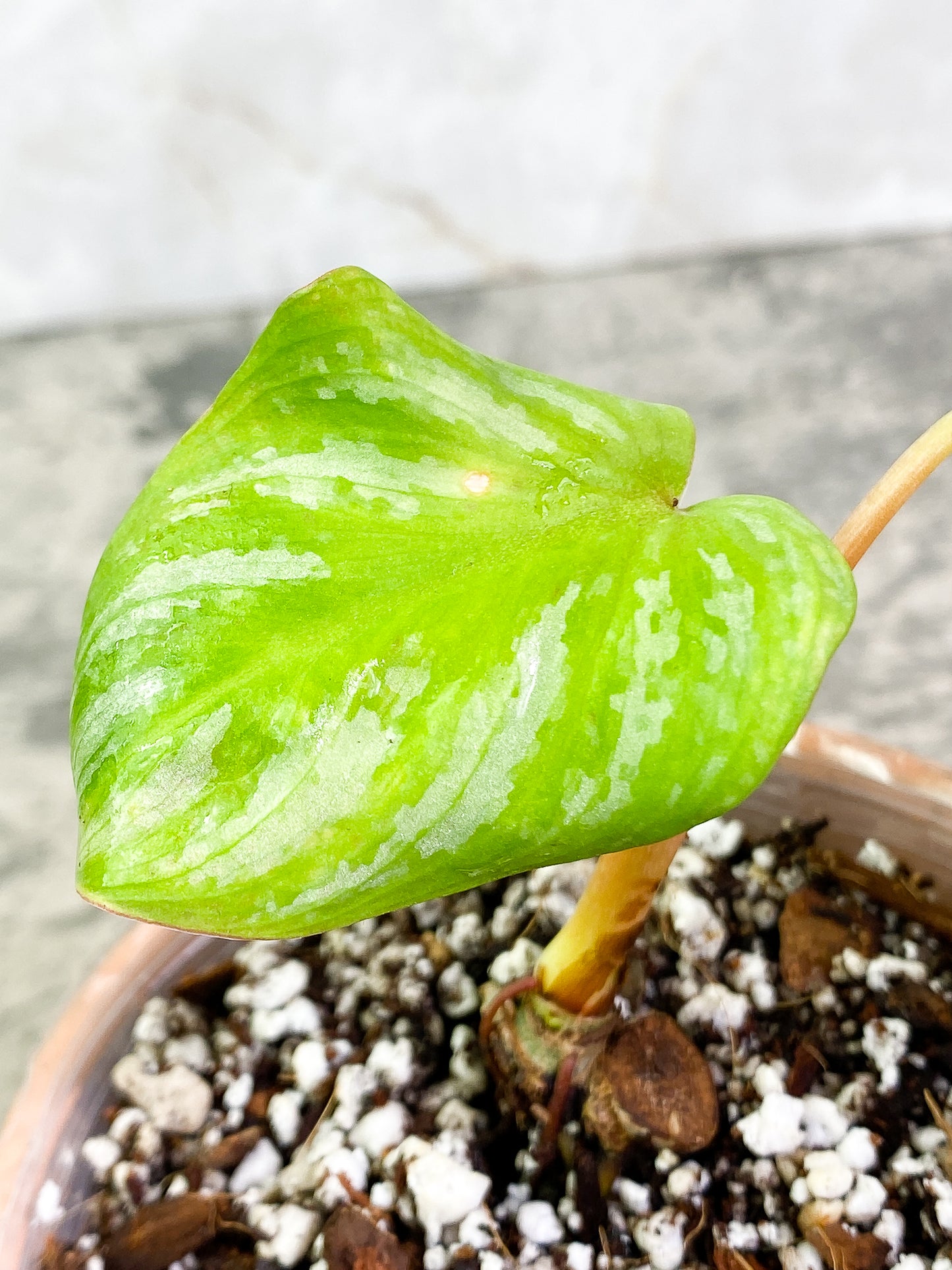 Philodendron Mamei Silver Cloud 2 leaves Rooted
