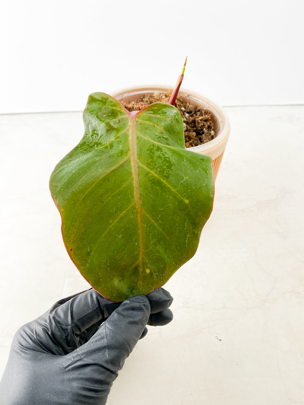 Philodendron Red Moon variegated 2 leaves Top Cutting Slightly Rooted