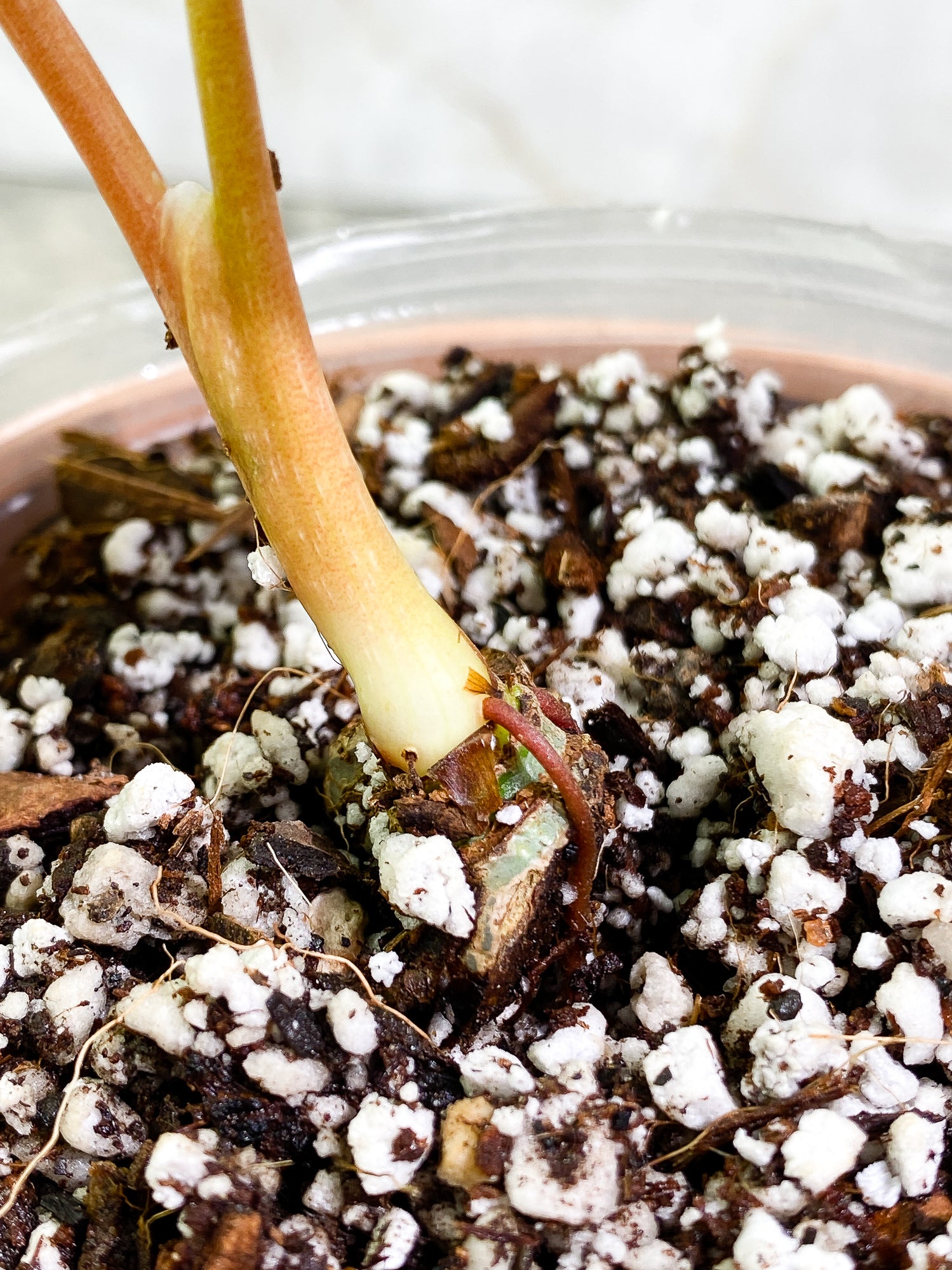 Philodendron Mamei Silver Cloud 2 leaves Rooted