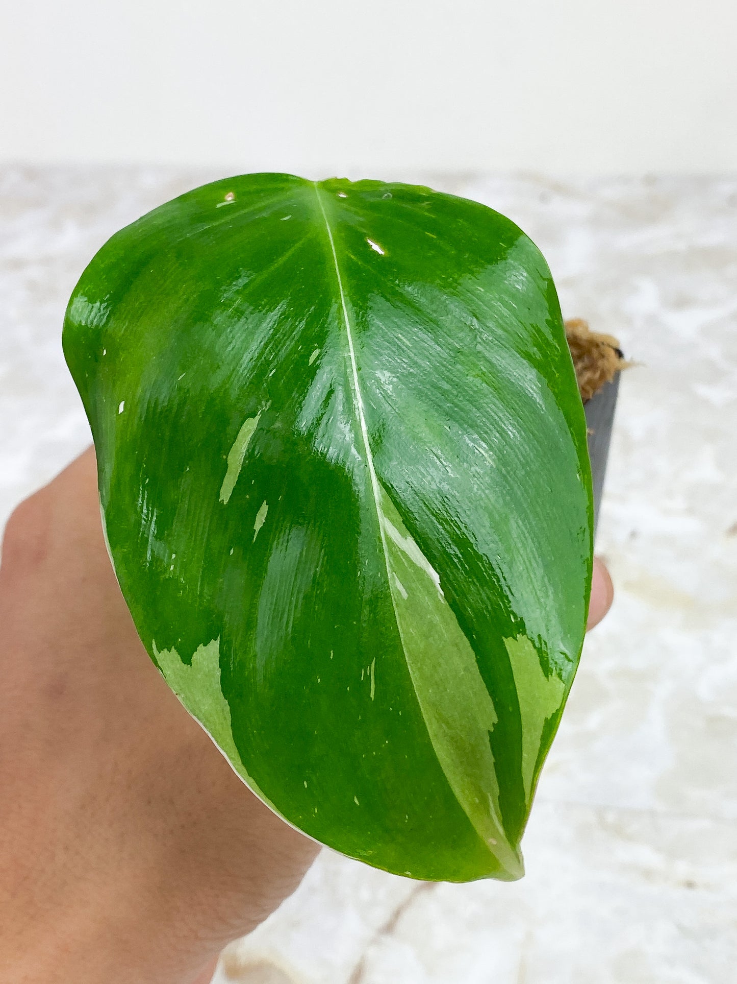 Philodendron White Princess Slightly rooted