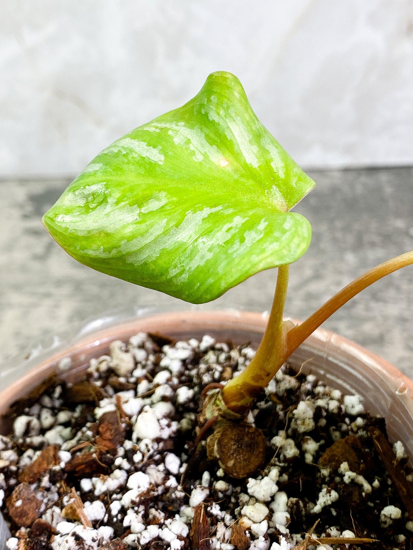 Philodendron Mamei Silver Cloud 2 leaves Rooted