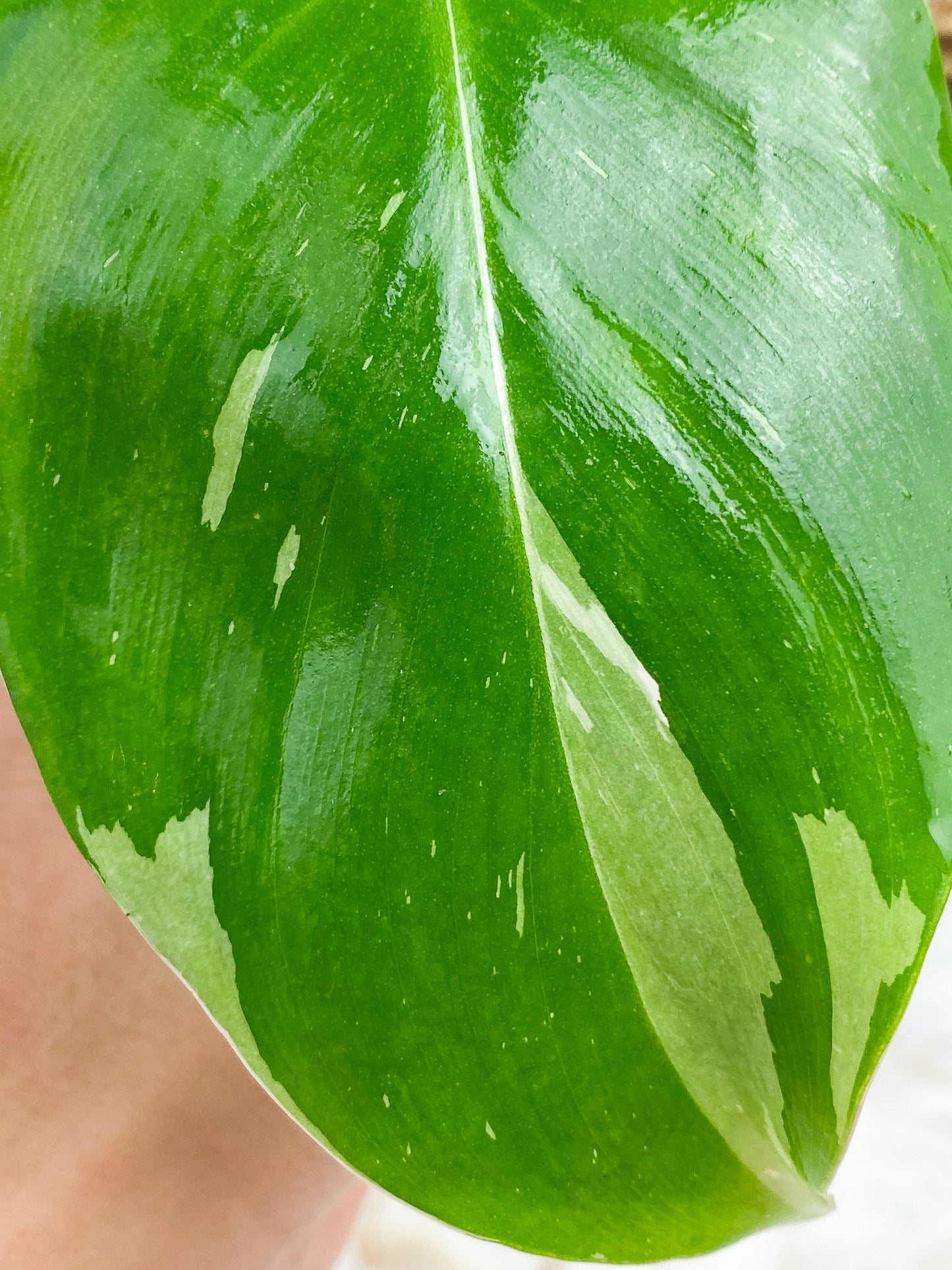 Philodendron White Princess Slightly rooted
