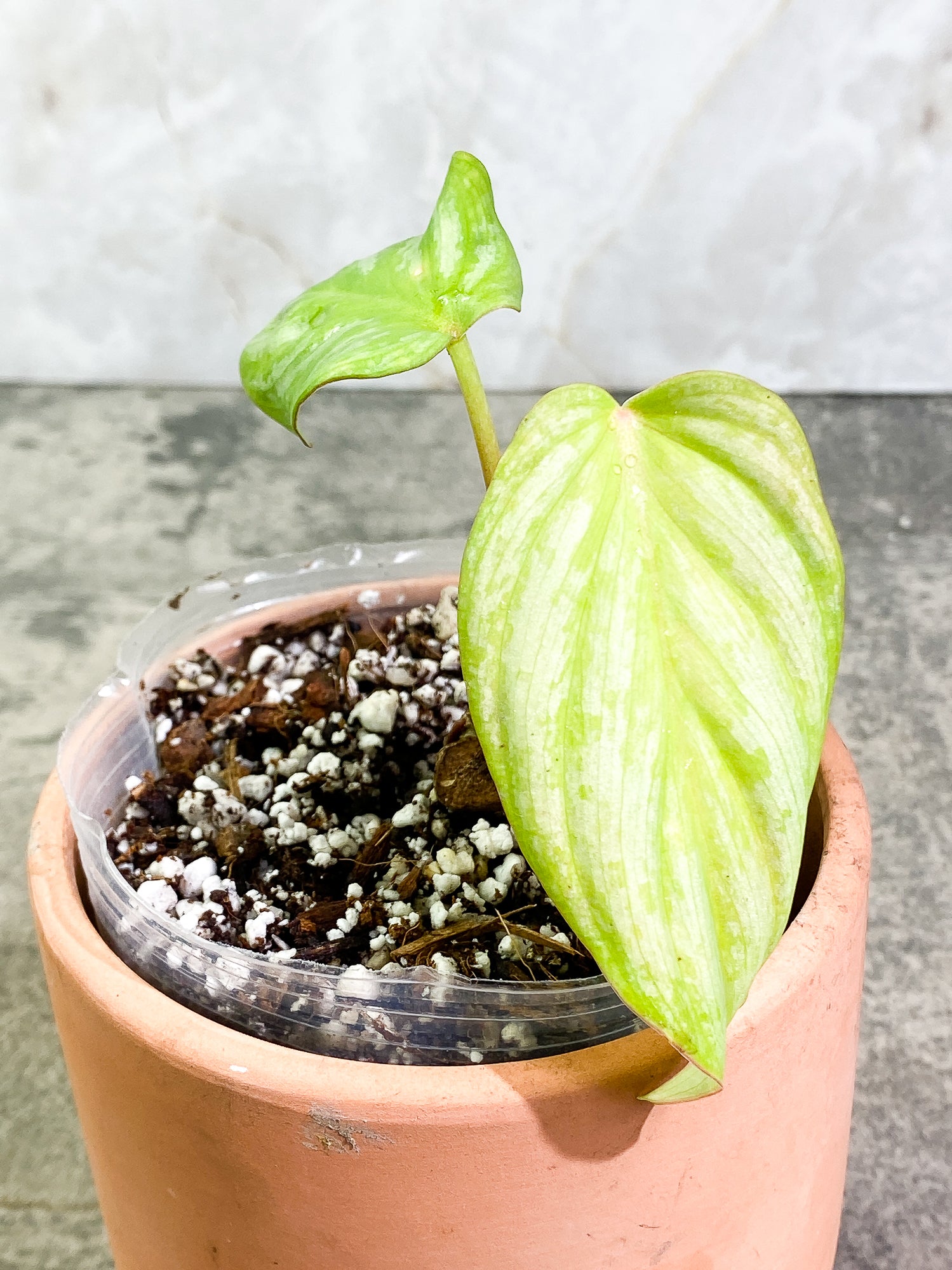 Philodendron Mamei Silver Cloud 2 leaves Rooted