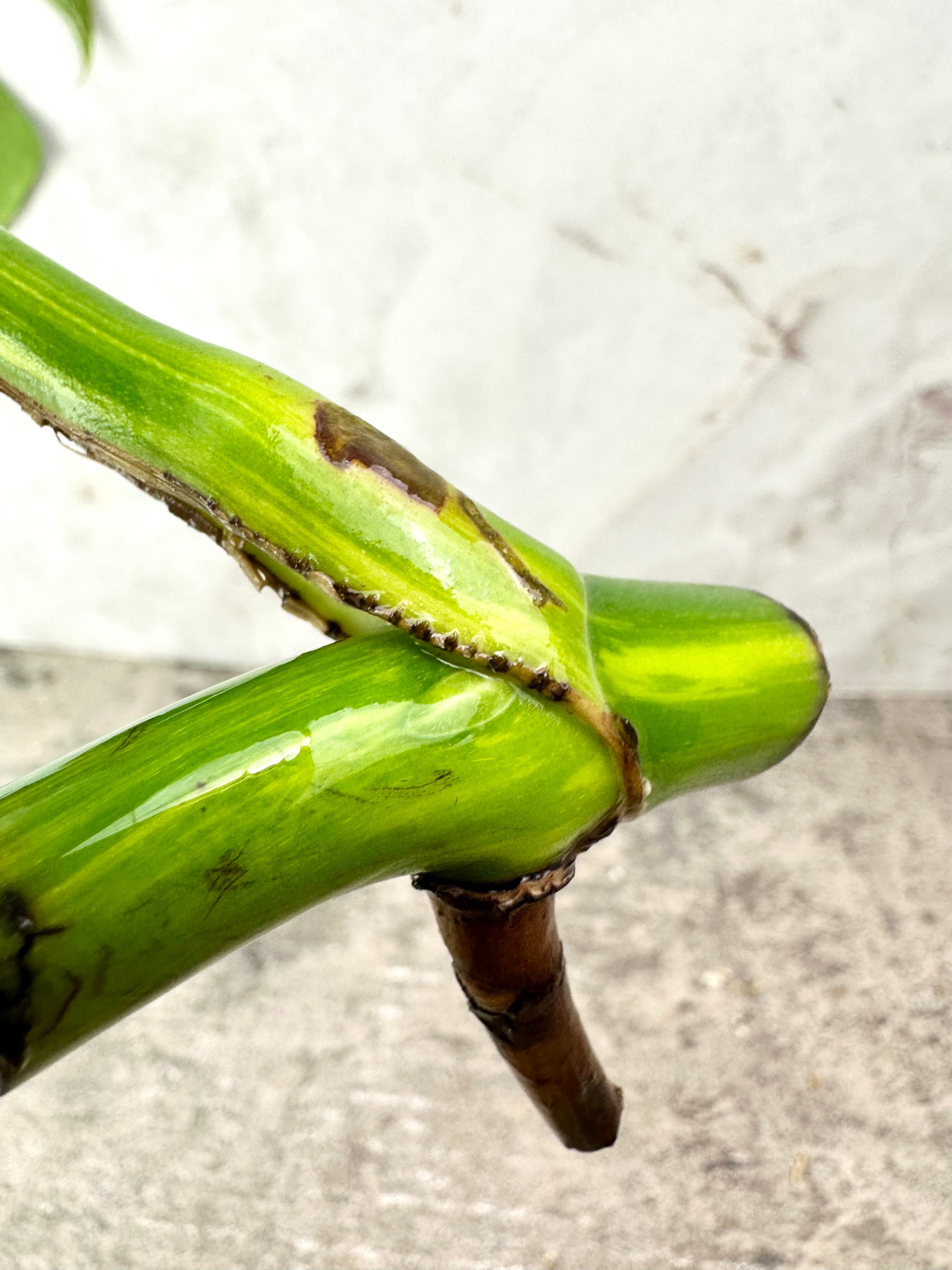 Monstera aurea tricolor 1 leaf 1 growing bud