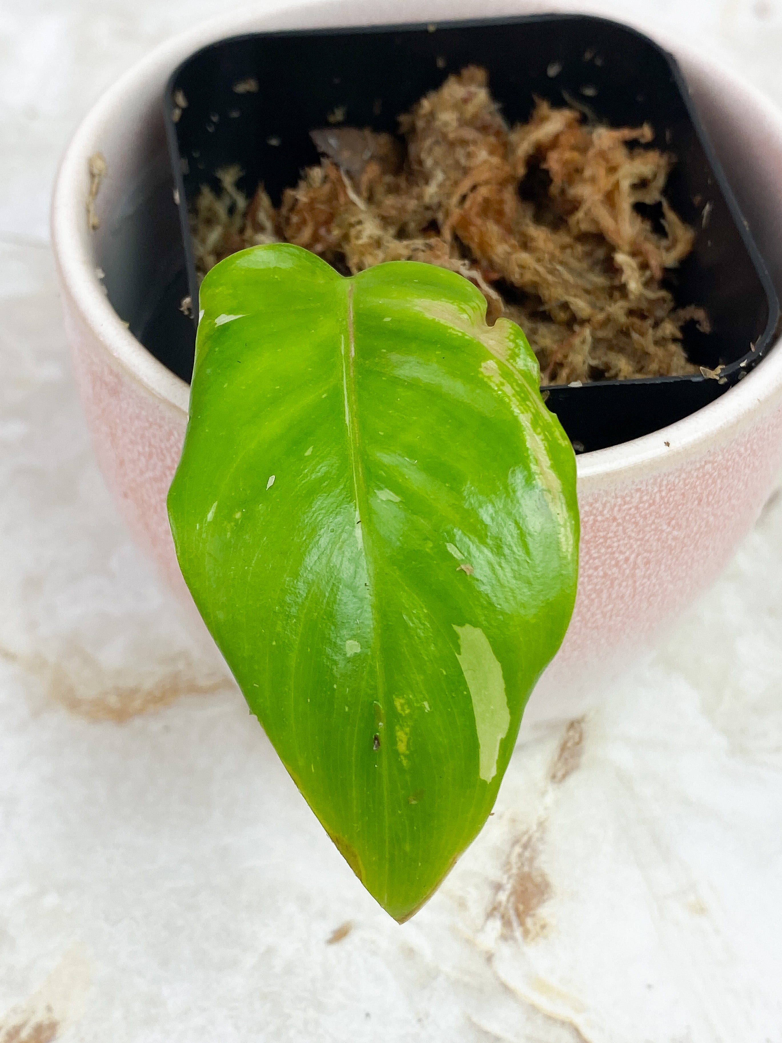 Philodendron White Princess Slightly rooted