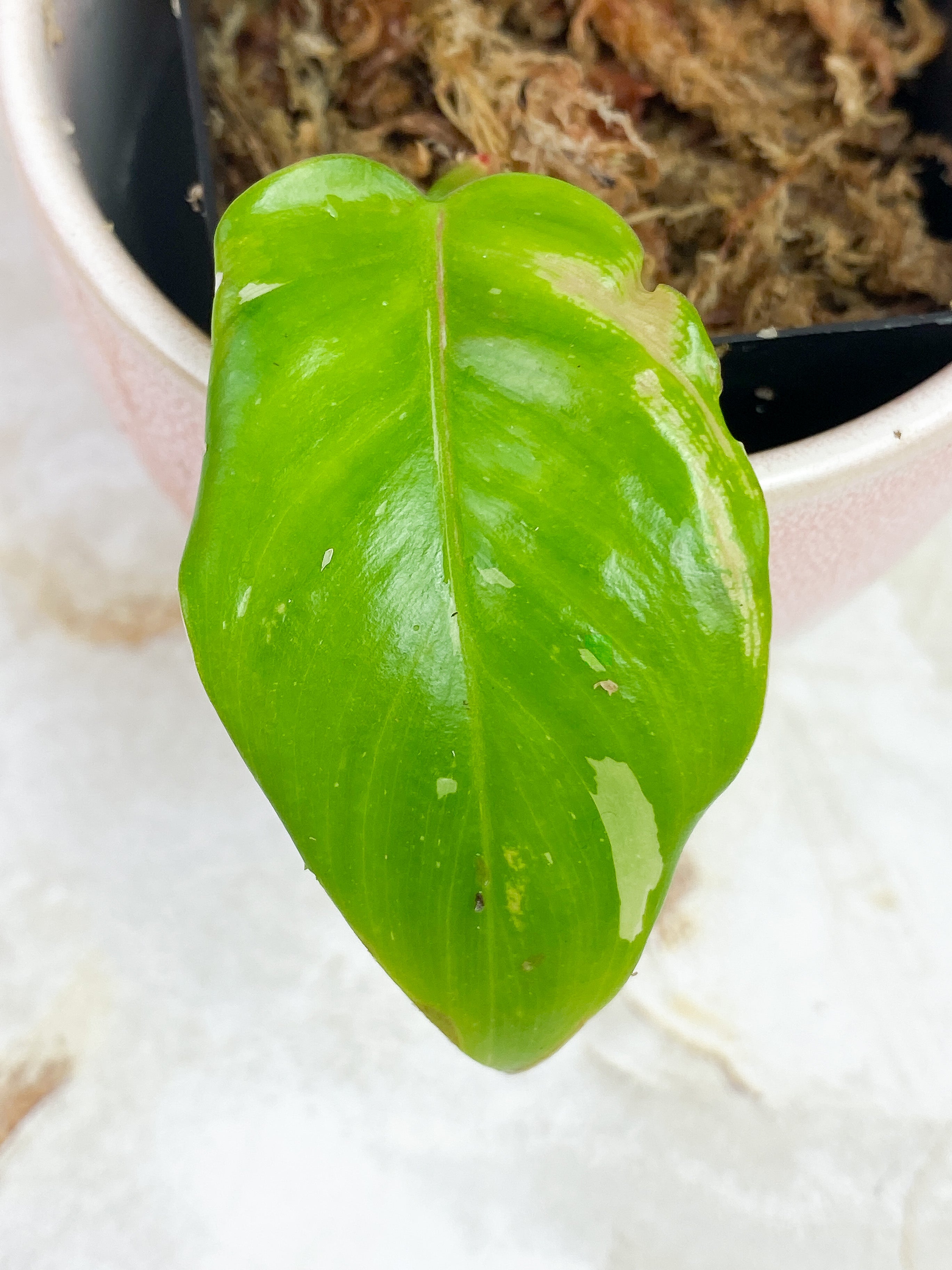 Philodendron White Princess Slightly rooted