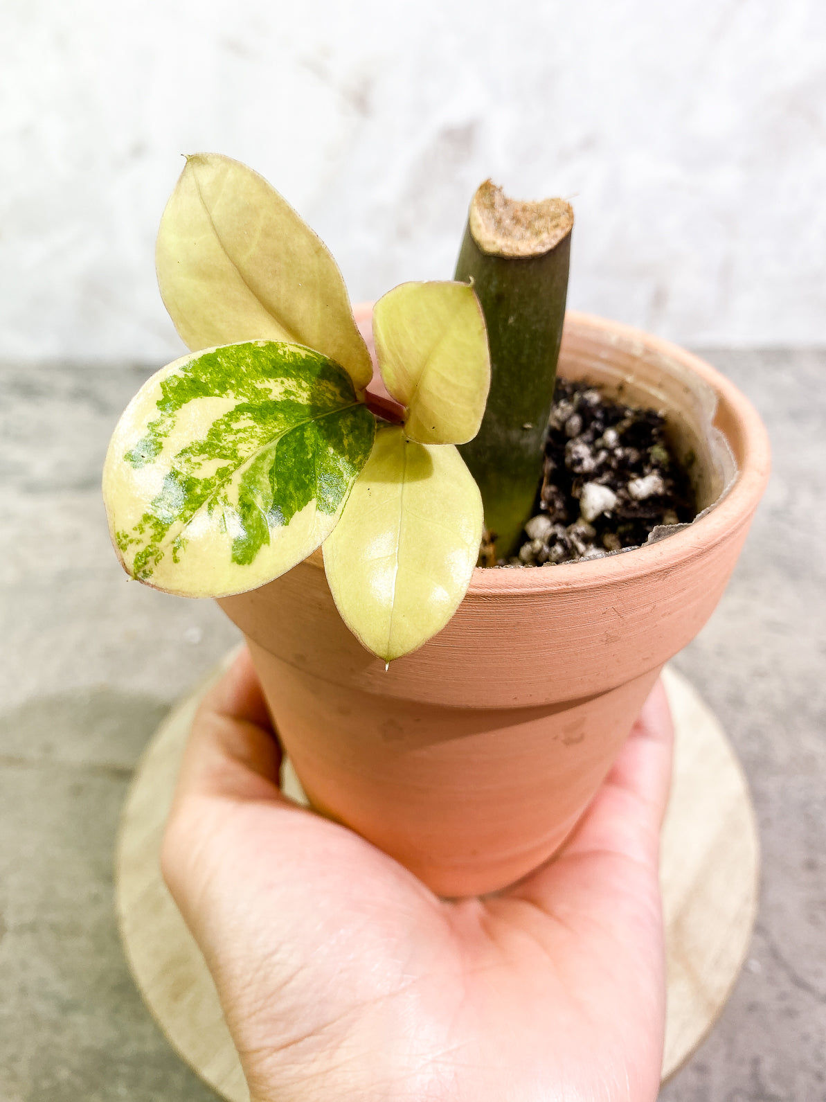 Variegated ZZ Plant 4 leaves slightly rooted