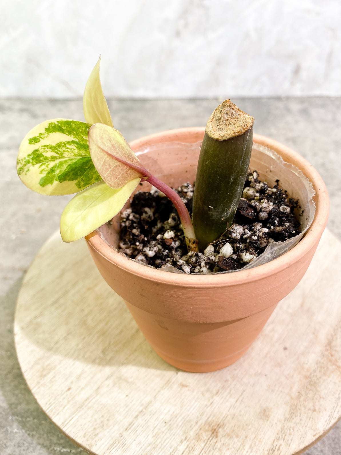 Variegated ZZ Plant 4 leaves slightly rooted