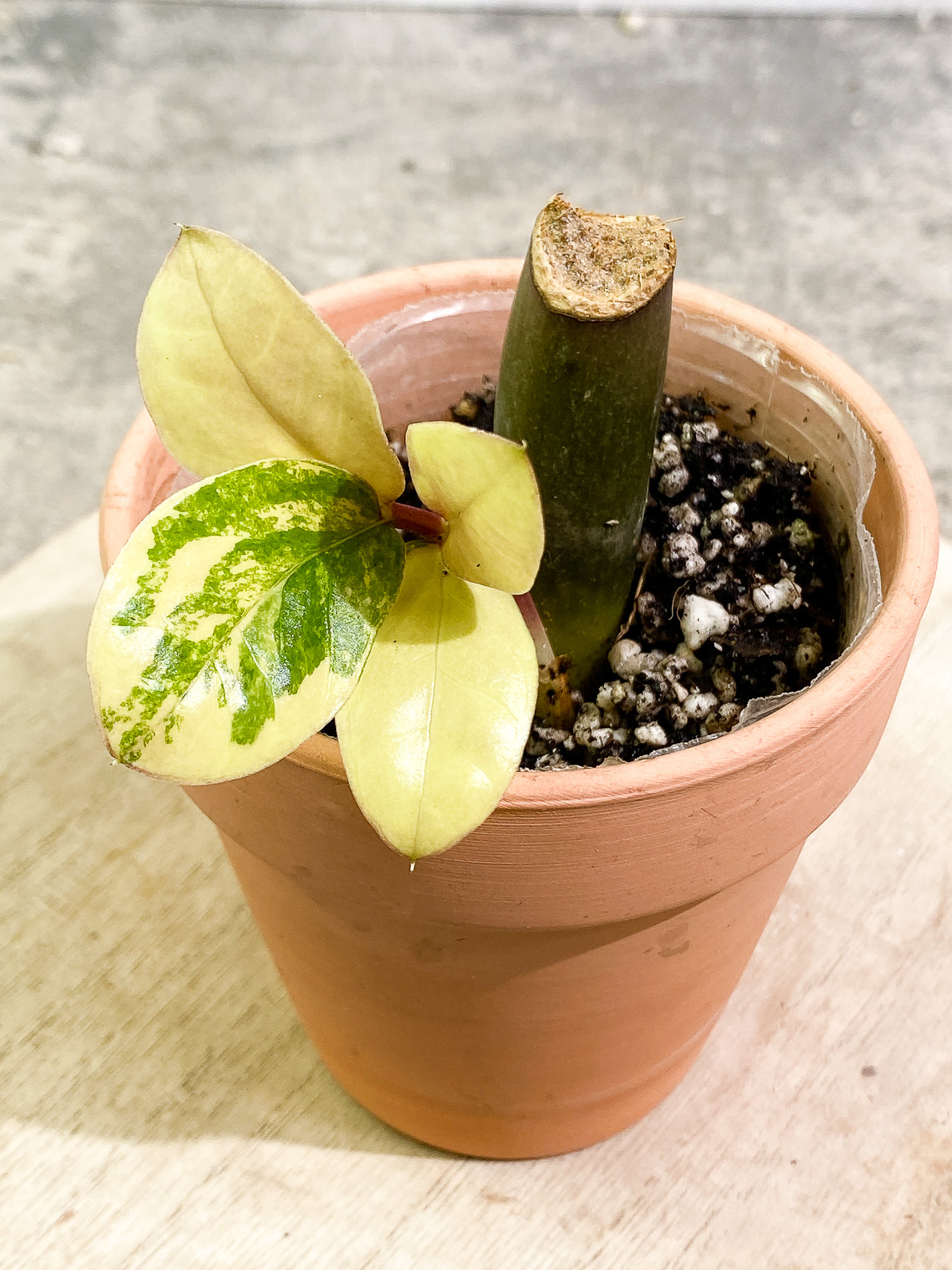 Variegated ZZ Plant 4 leaves slightly rooted