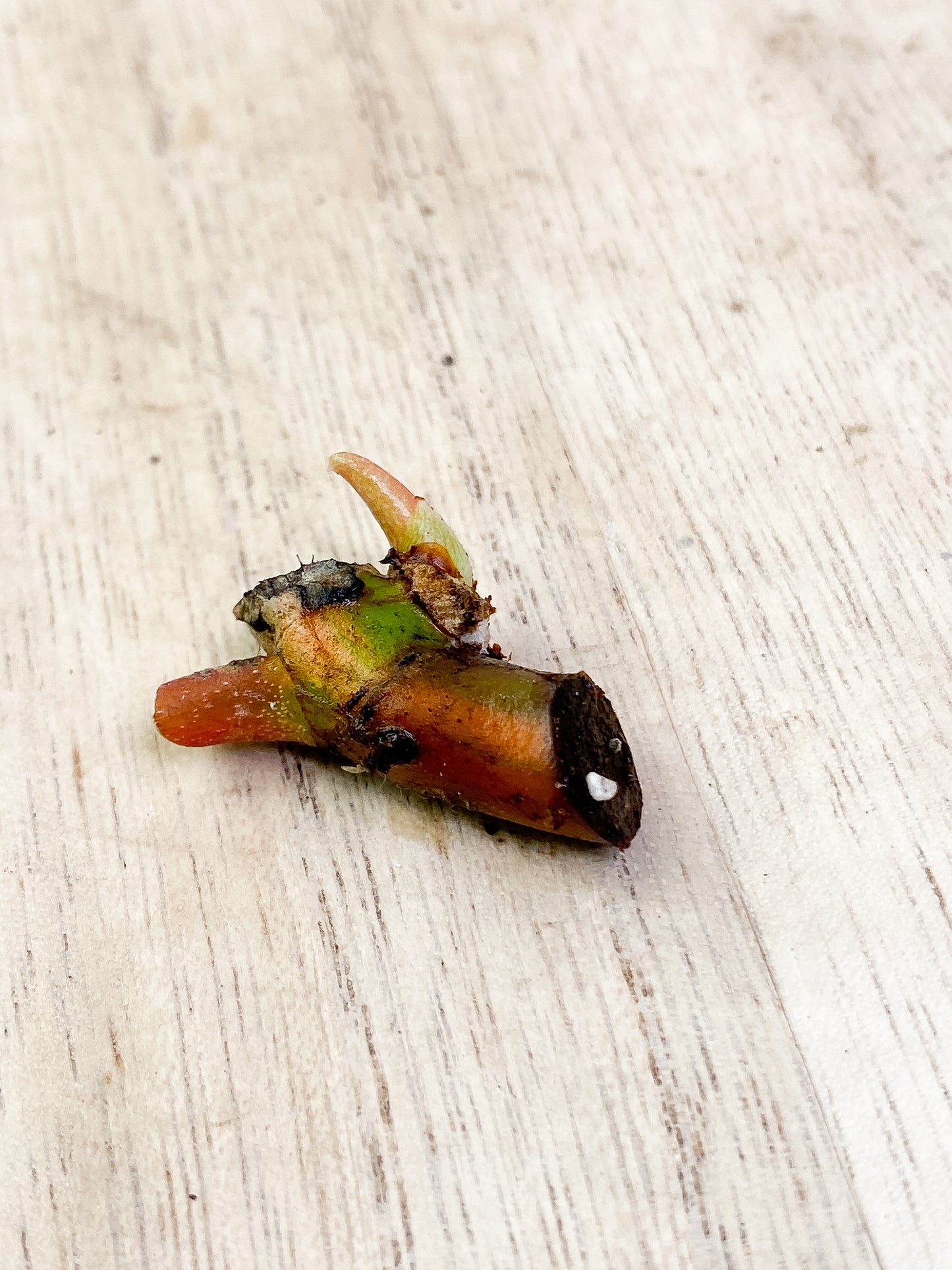 Philodendron florida beauty unroooted sprout