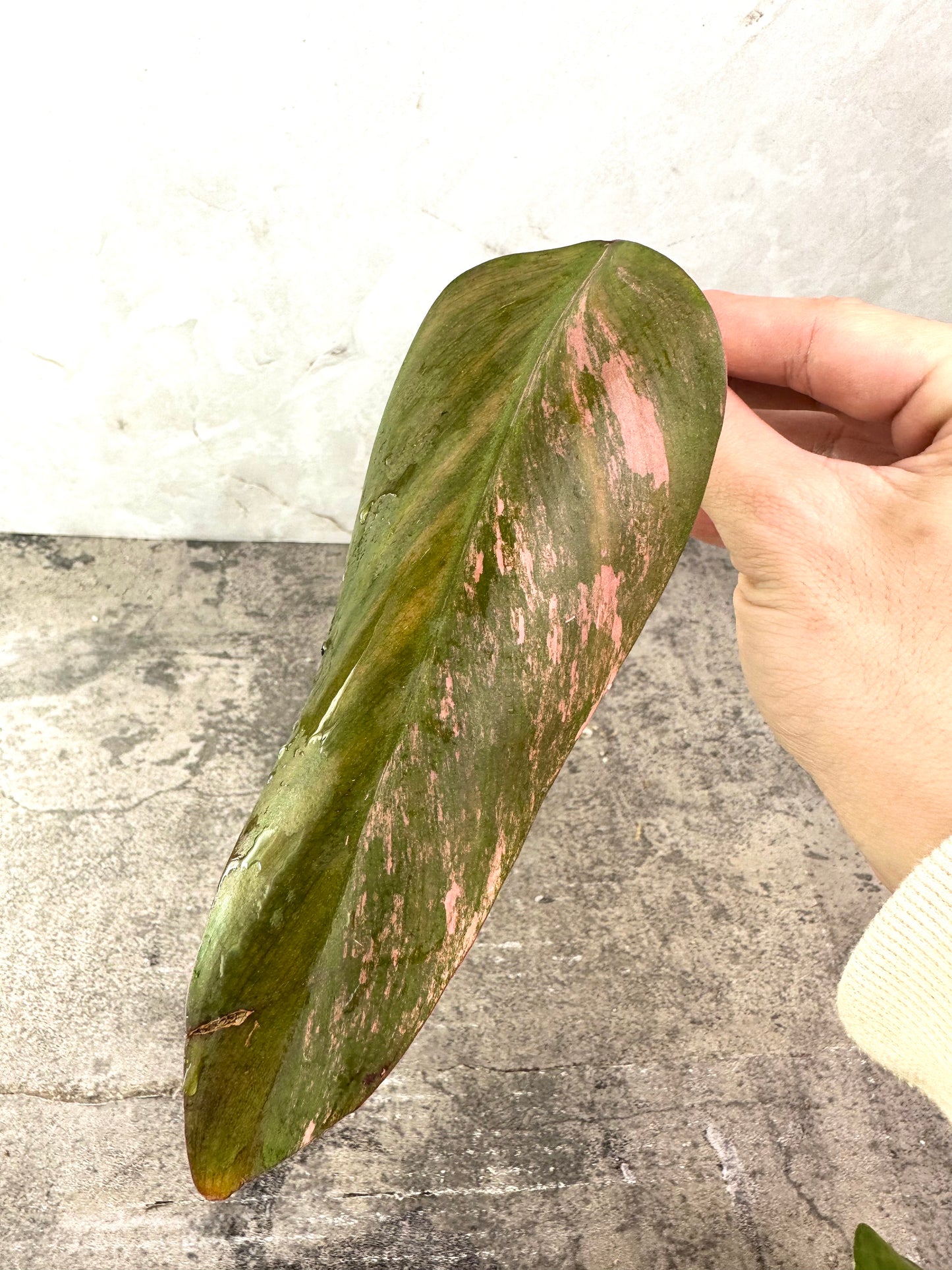 Philodendron Strawberry Shake rooting 1 leaf