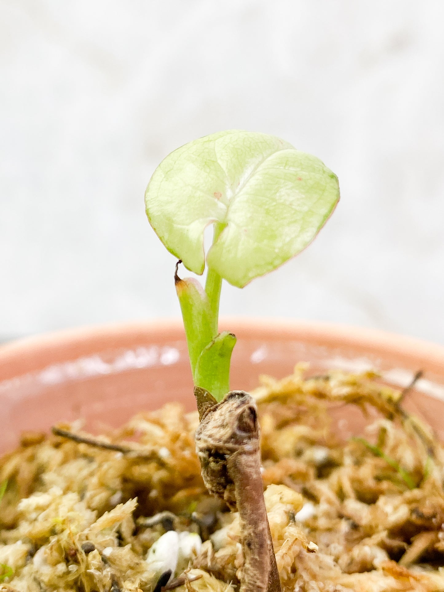Syngonium Milk Confetti rooted 1 leaf