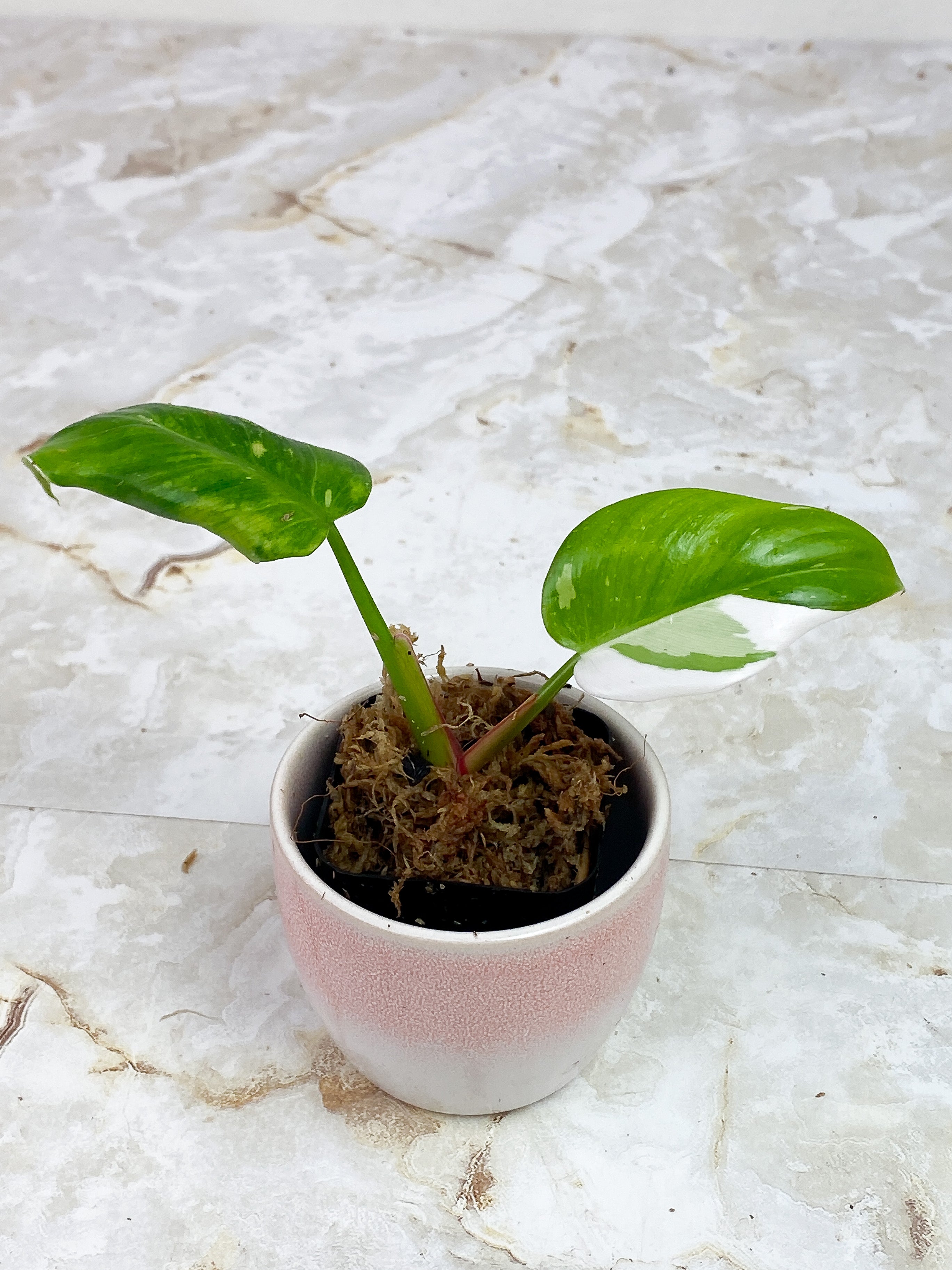 Philodendron White Princess slightly rooted