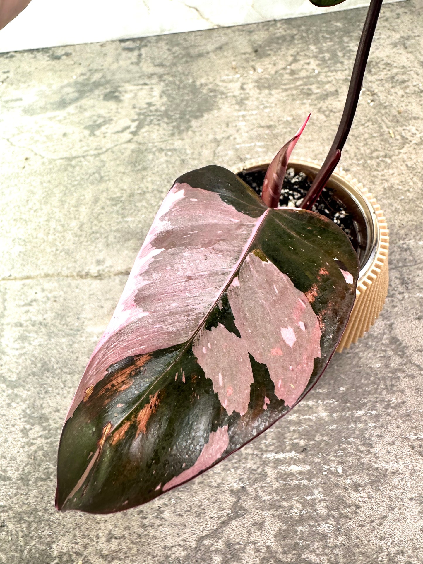 Philodendron Red Anderson slightly rooted highly Variegated top cutting