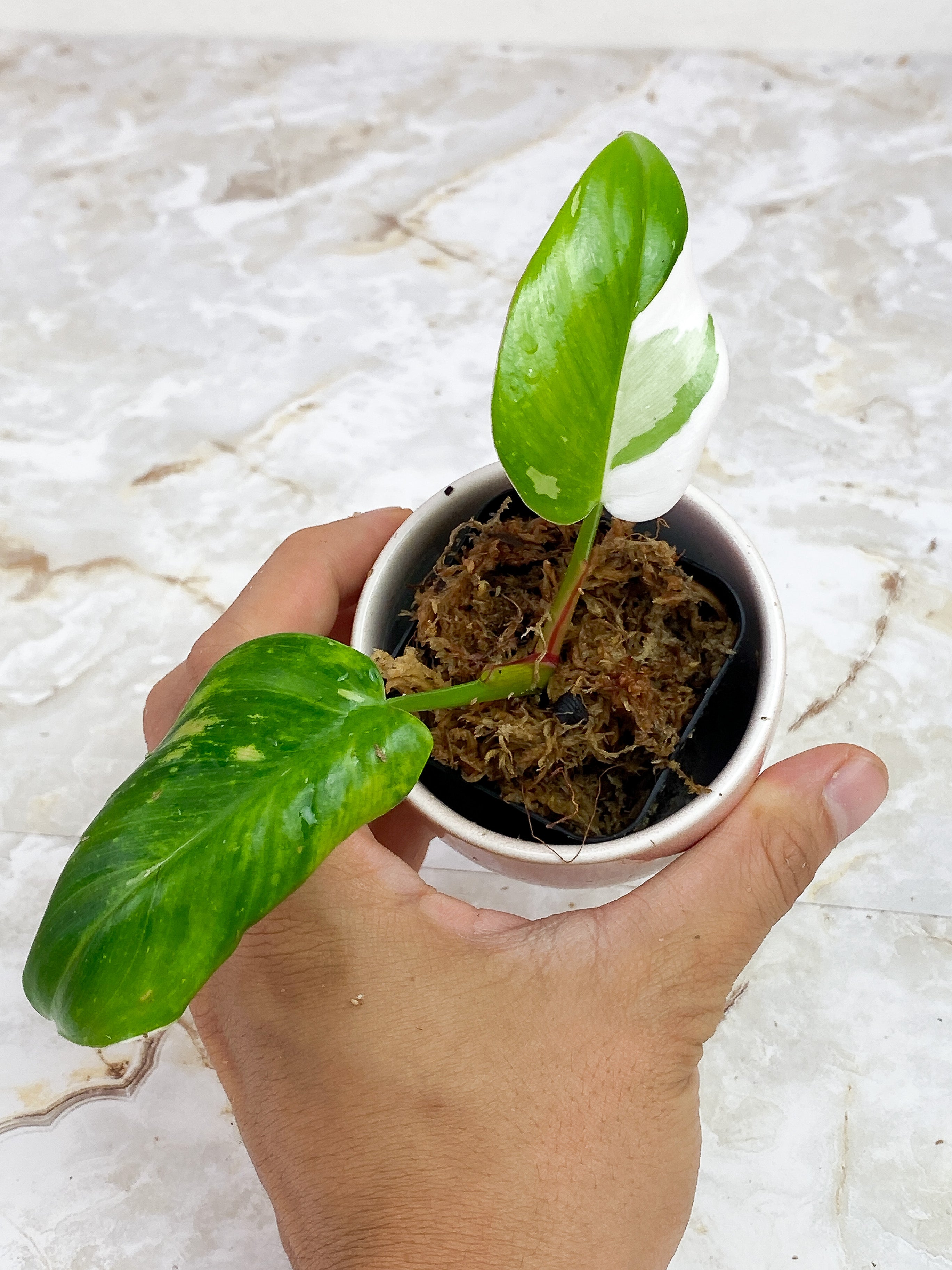 Philodendron White Princess slightly rooted