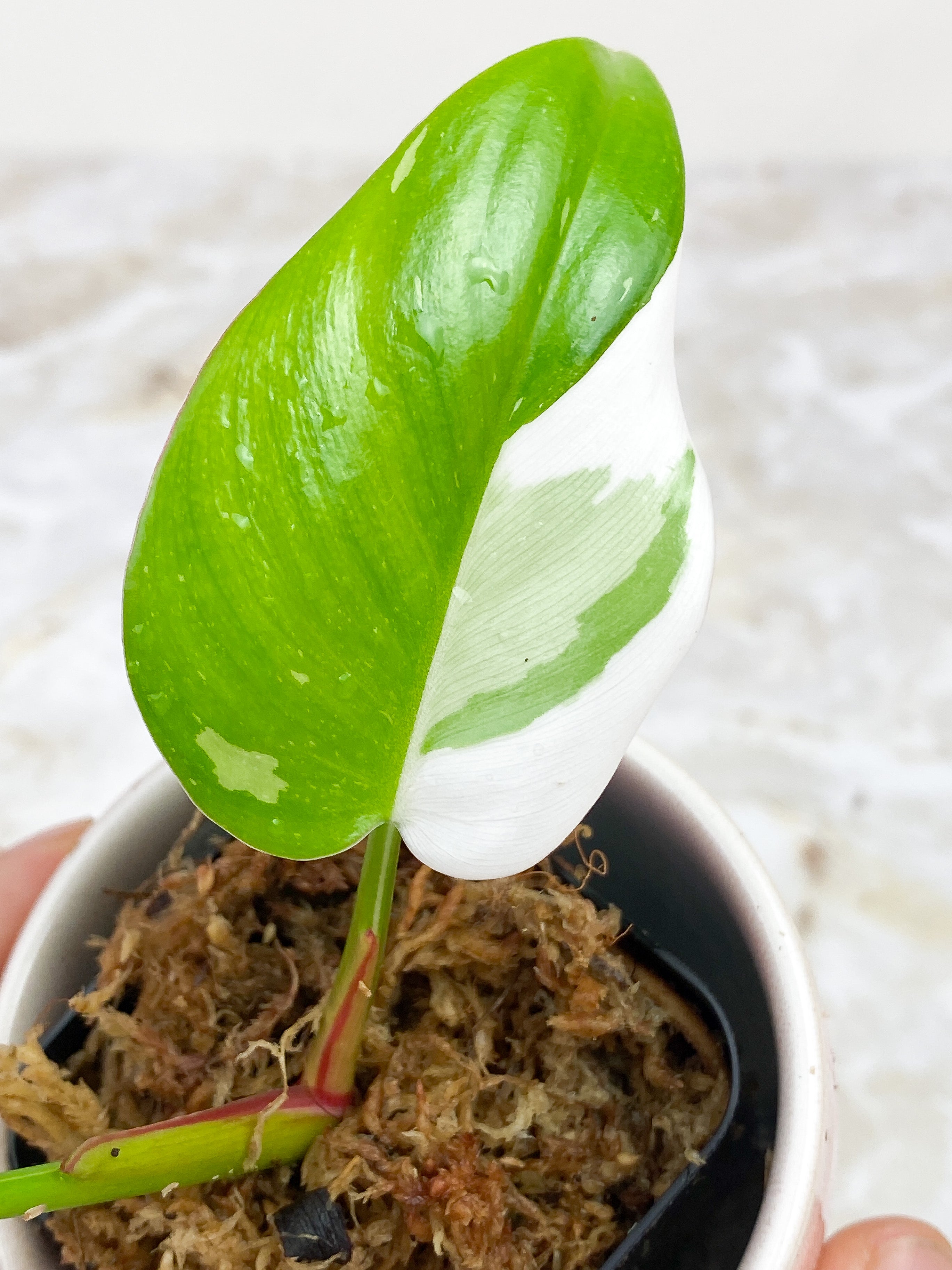 Philodendron White Princess slightly rooted