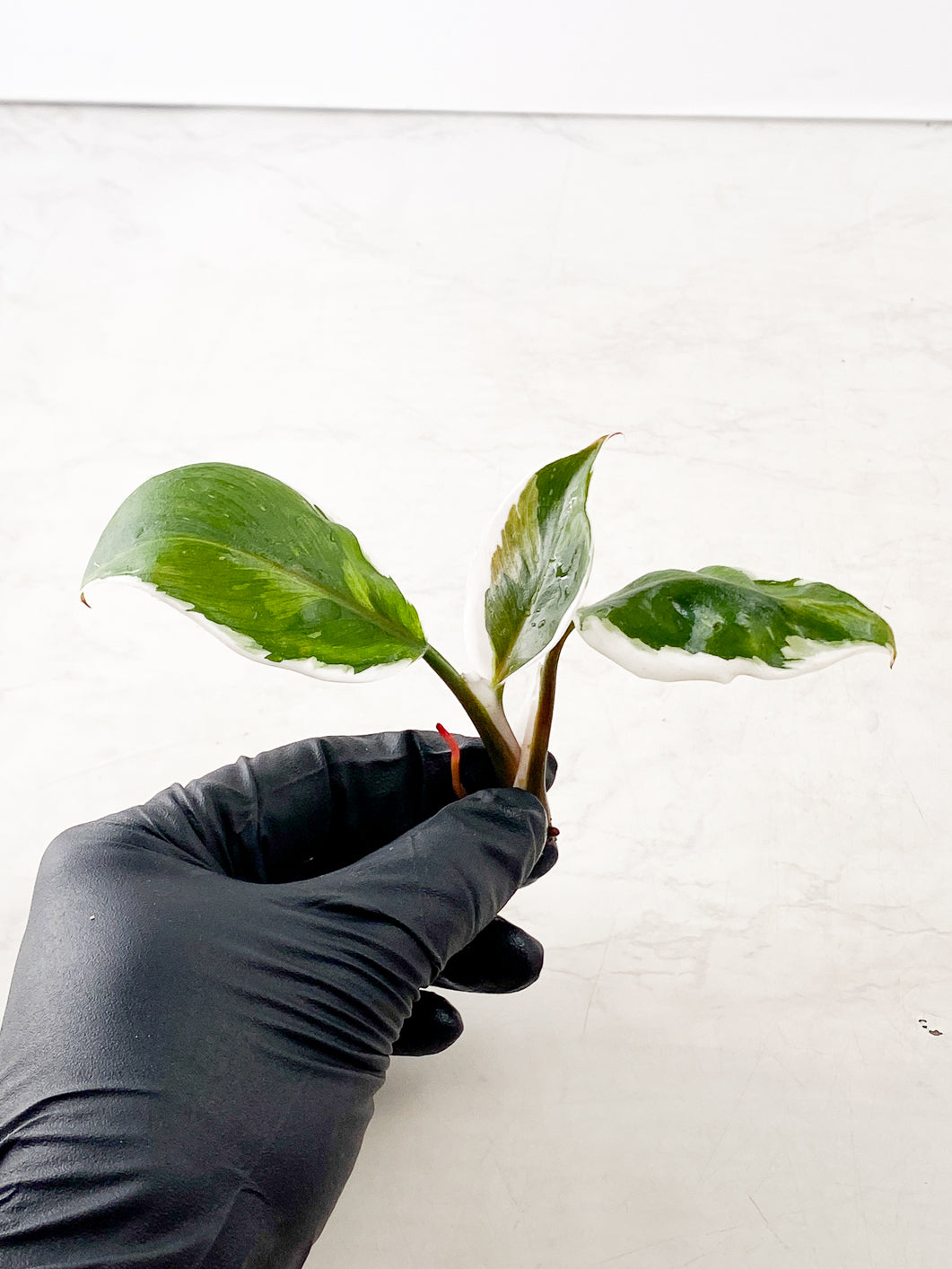 Philodendron White Knight  mutated 3 leaves Top Cutting Rooting