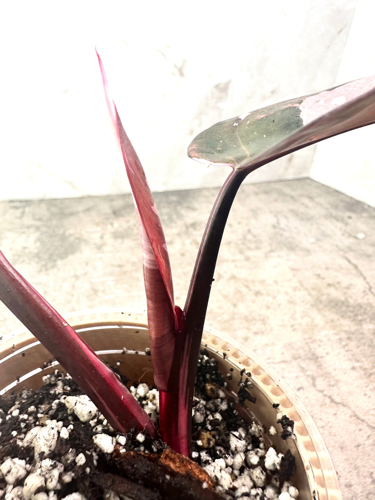 Philodendron Red Anderson slightly rooted highly Variegated top cutting