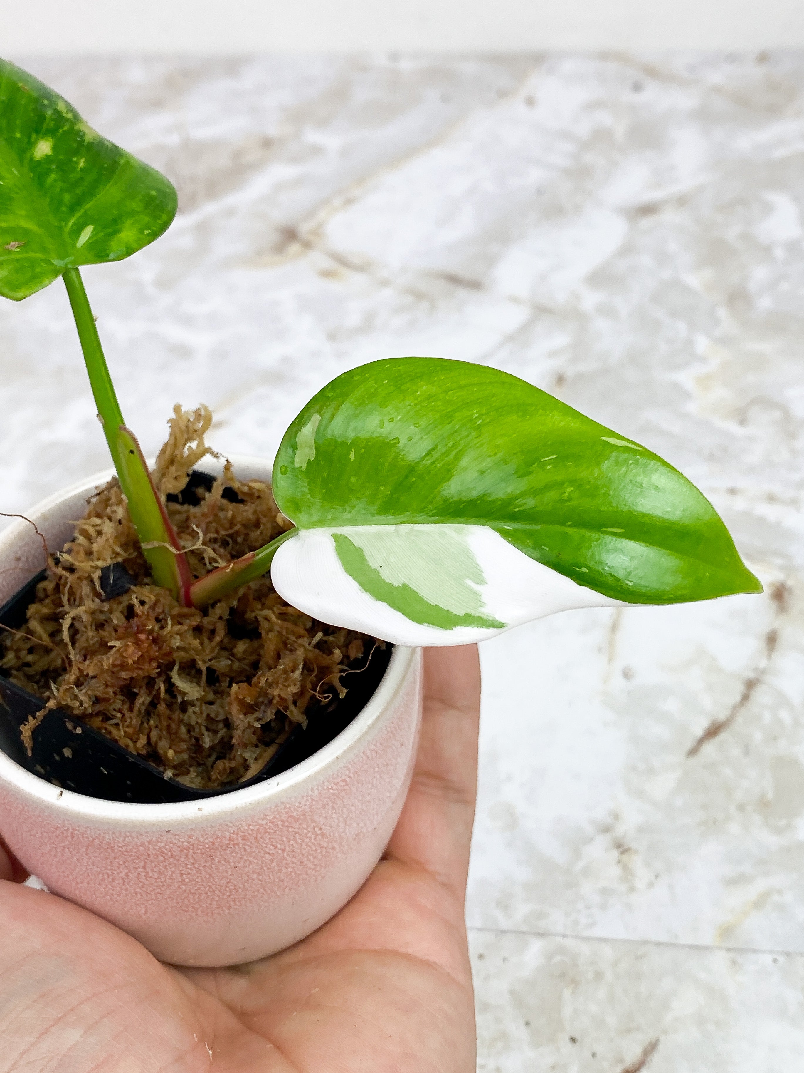 Philodendron White Princess slightly rooted