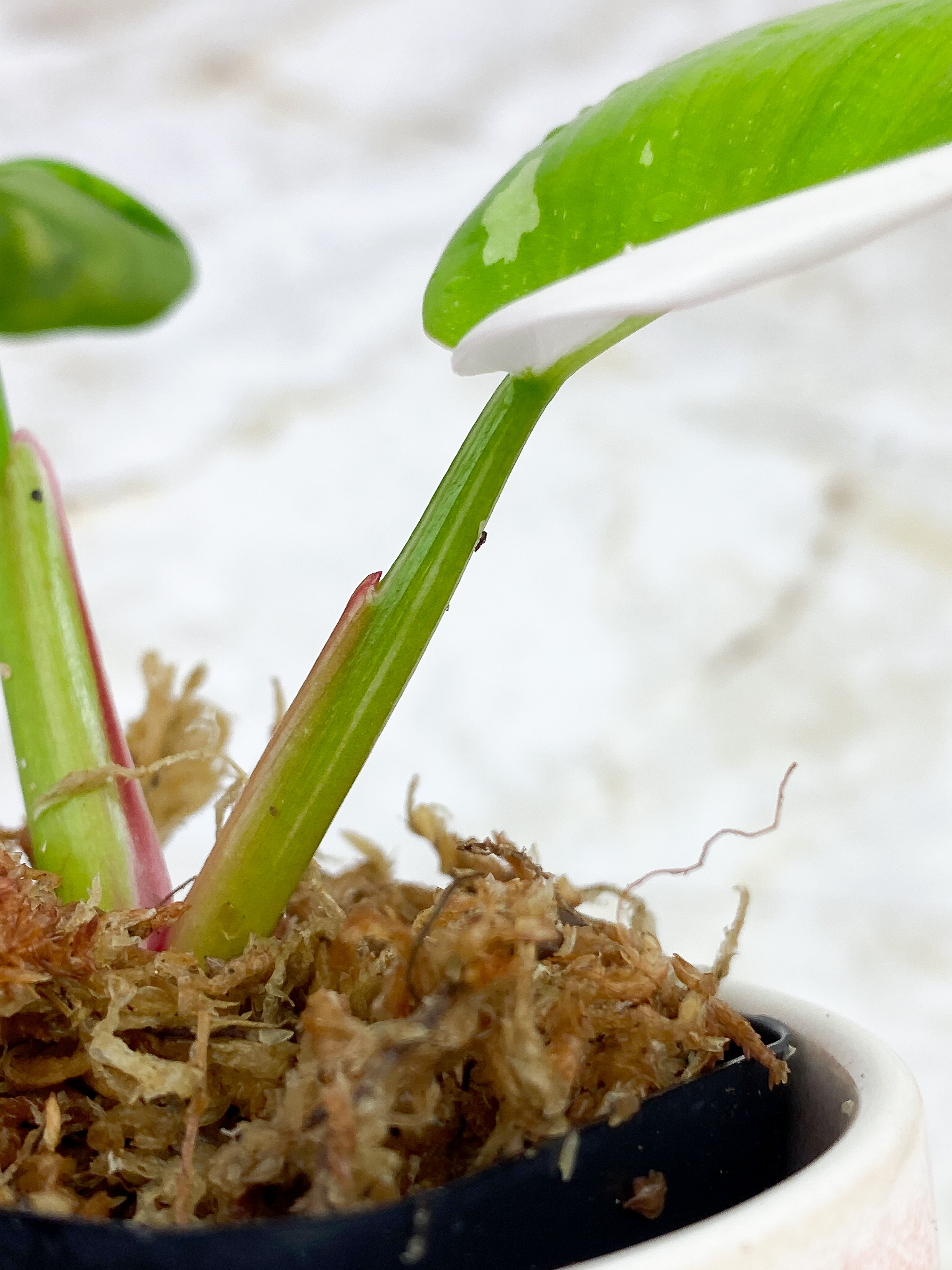 Philodendron White Princess slightly rooted