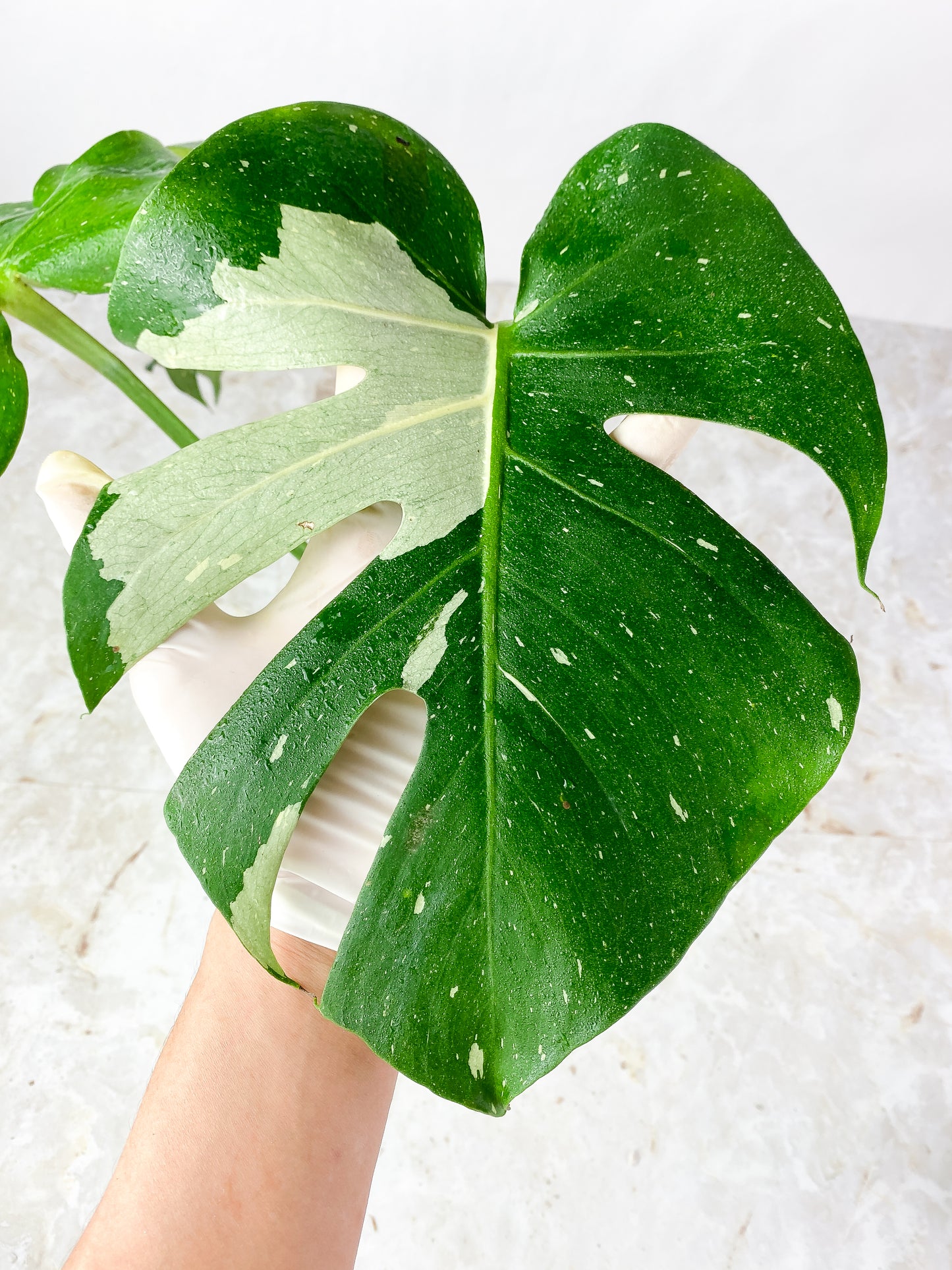 Monstera Thai Constellation rooted 3 big leaves