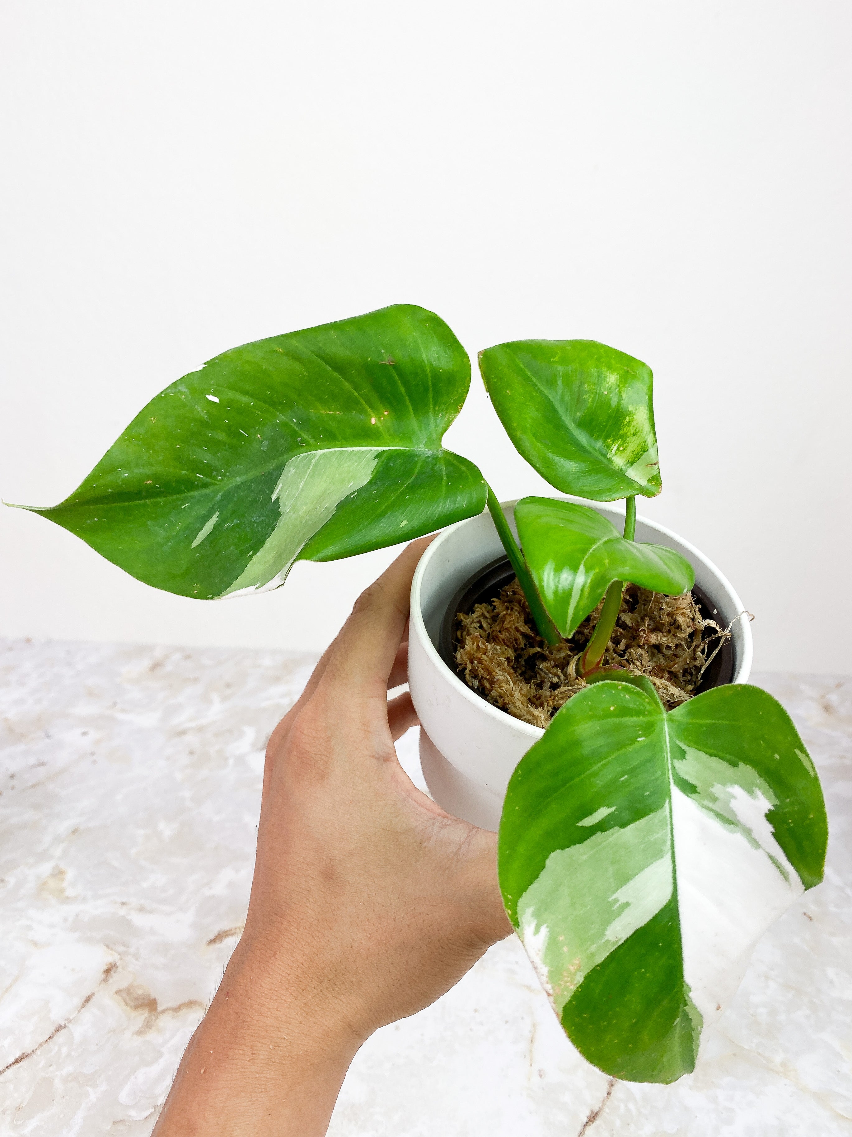 Philodendron White Princess rooted 5 leaves