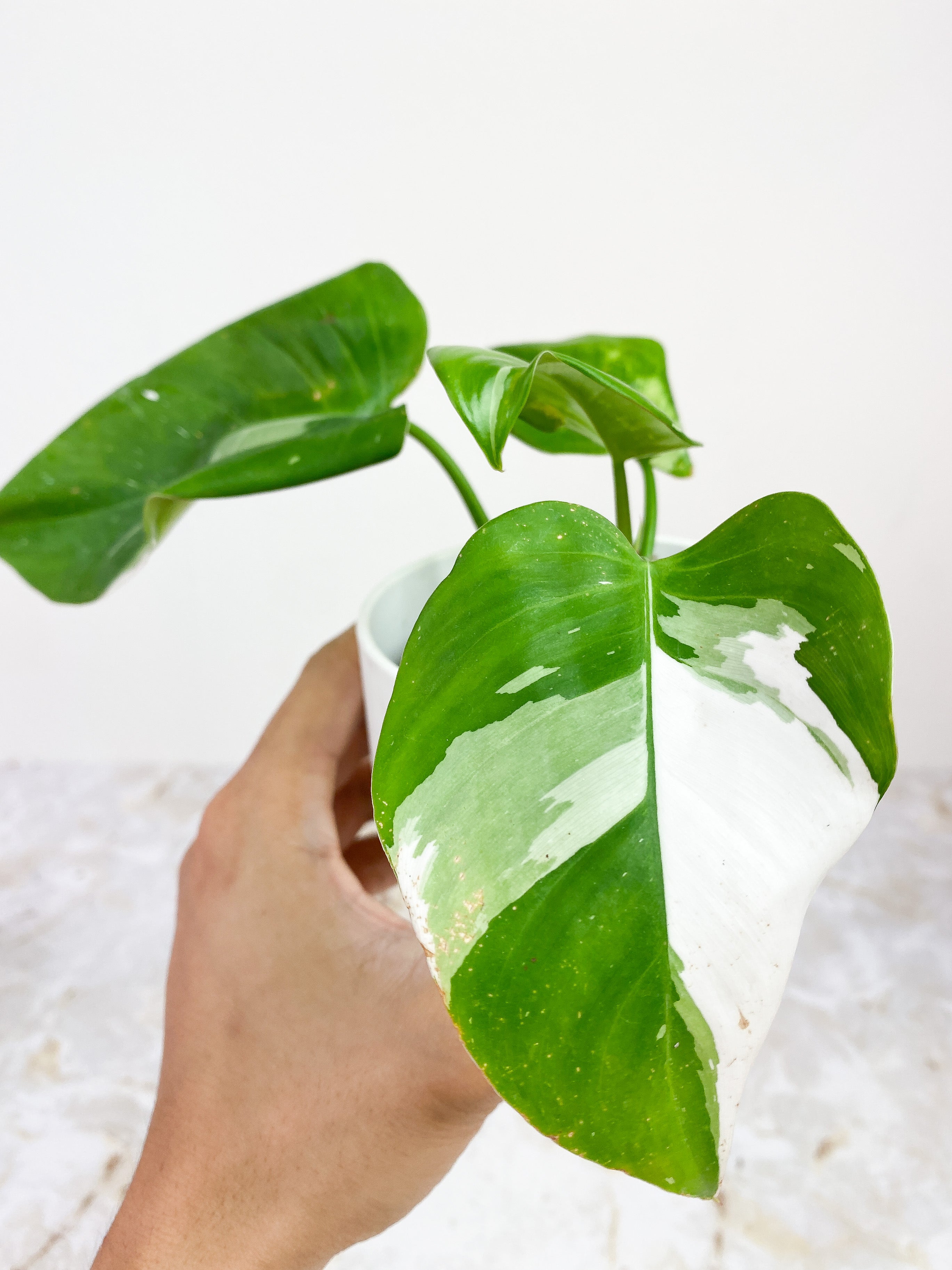 Philodendron White Princess rooted 5 leaves