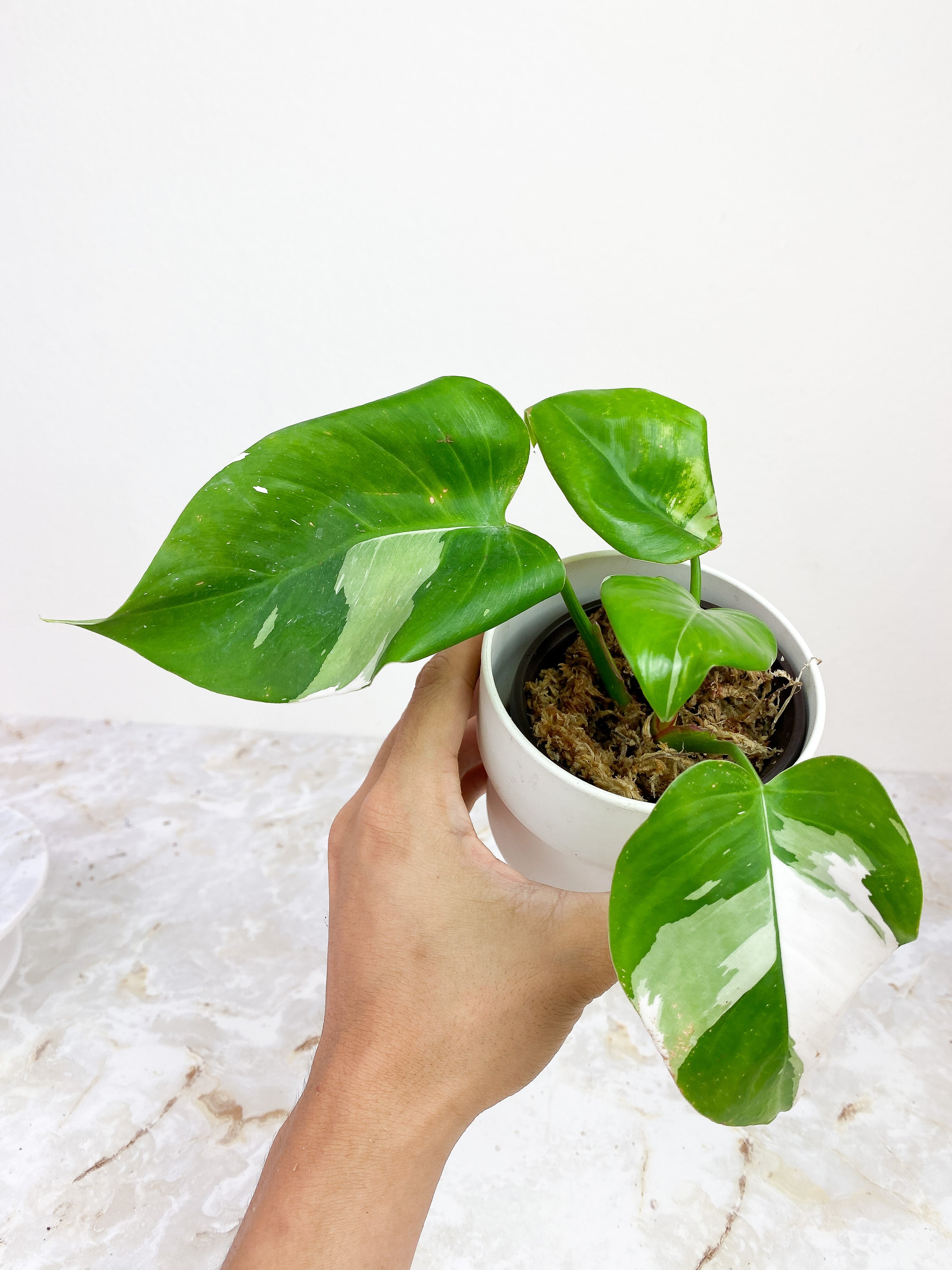 Philodendron White Princess rooted 5 leaves