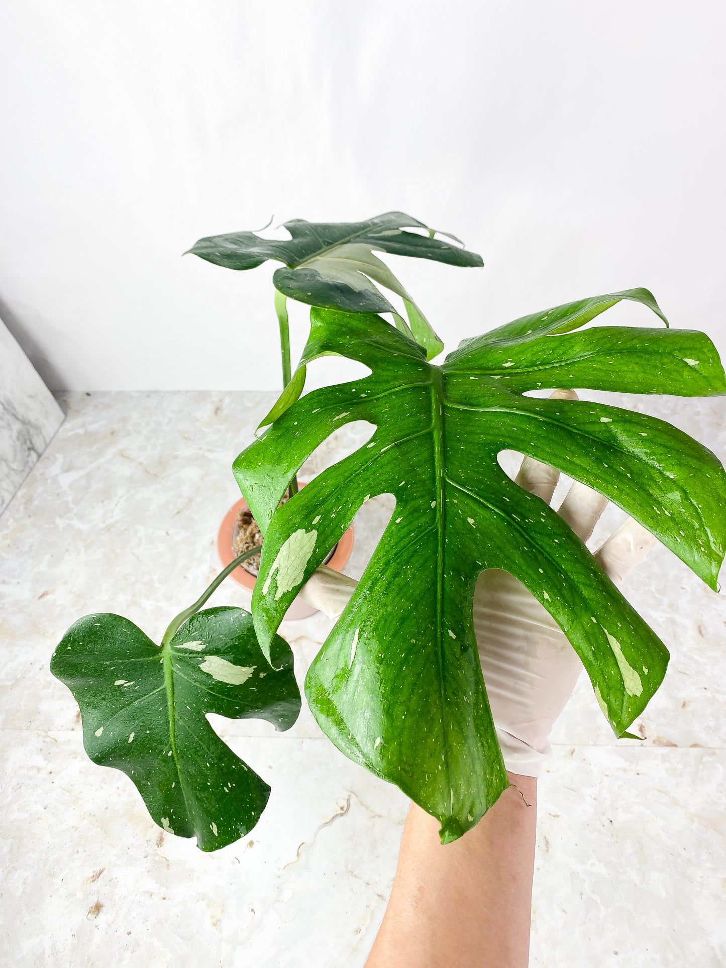 Monstera Thai Constellation rooted 3 big leaves