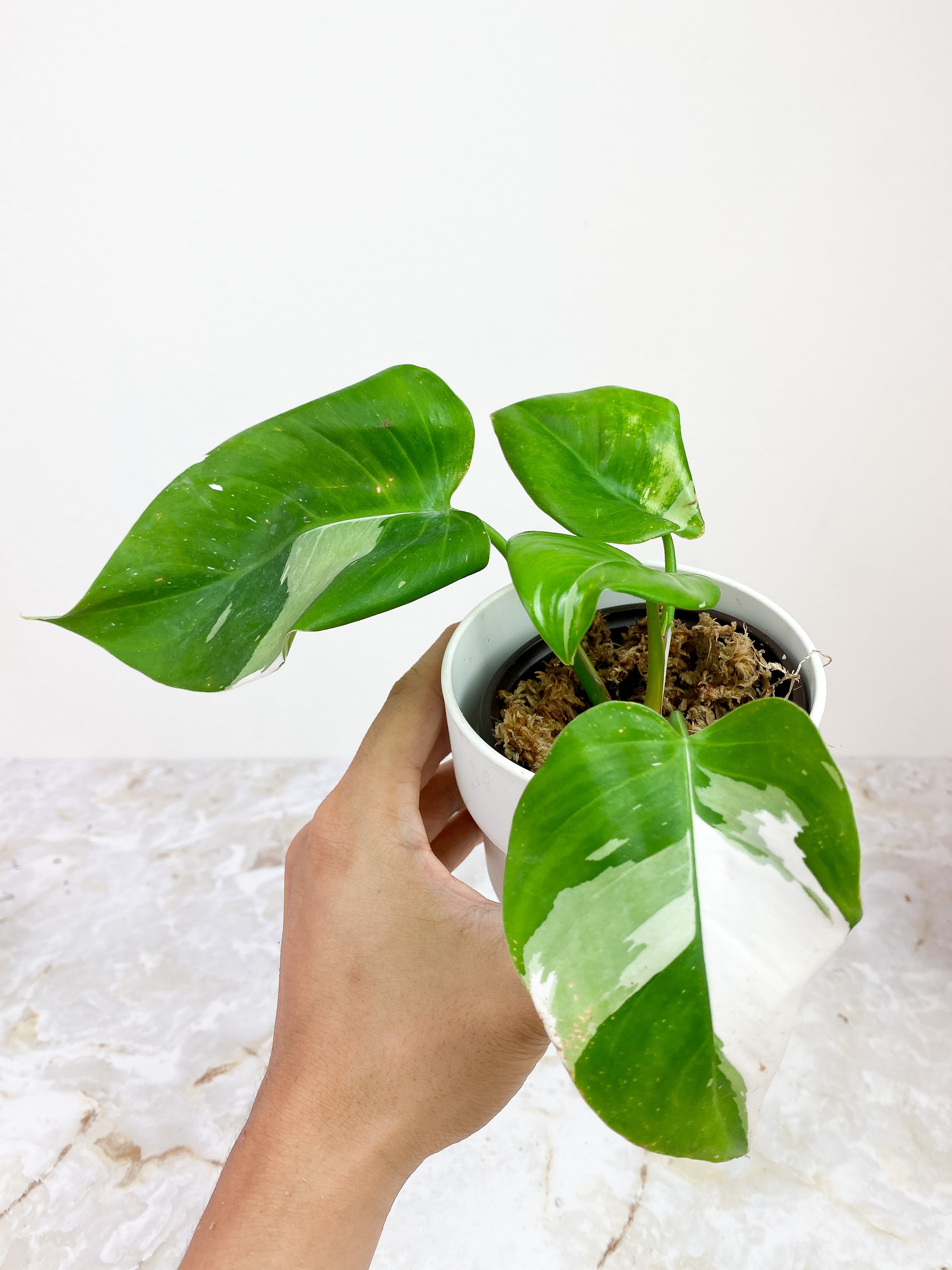 Philodendron White Princess rooted 5 leaves