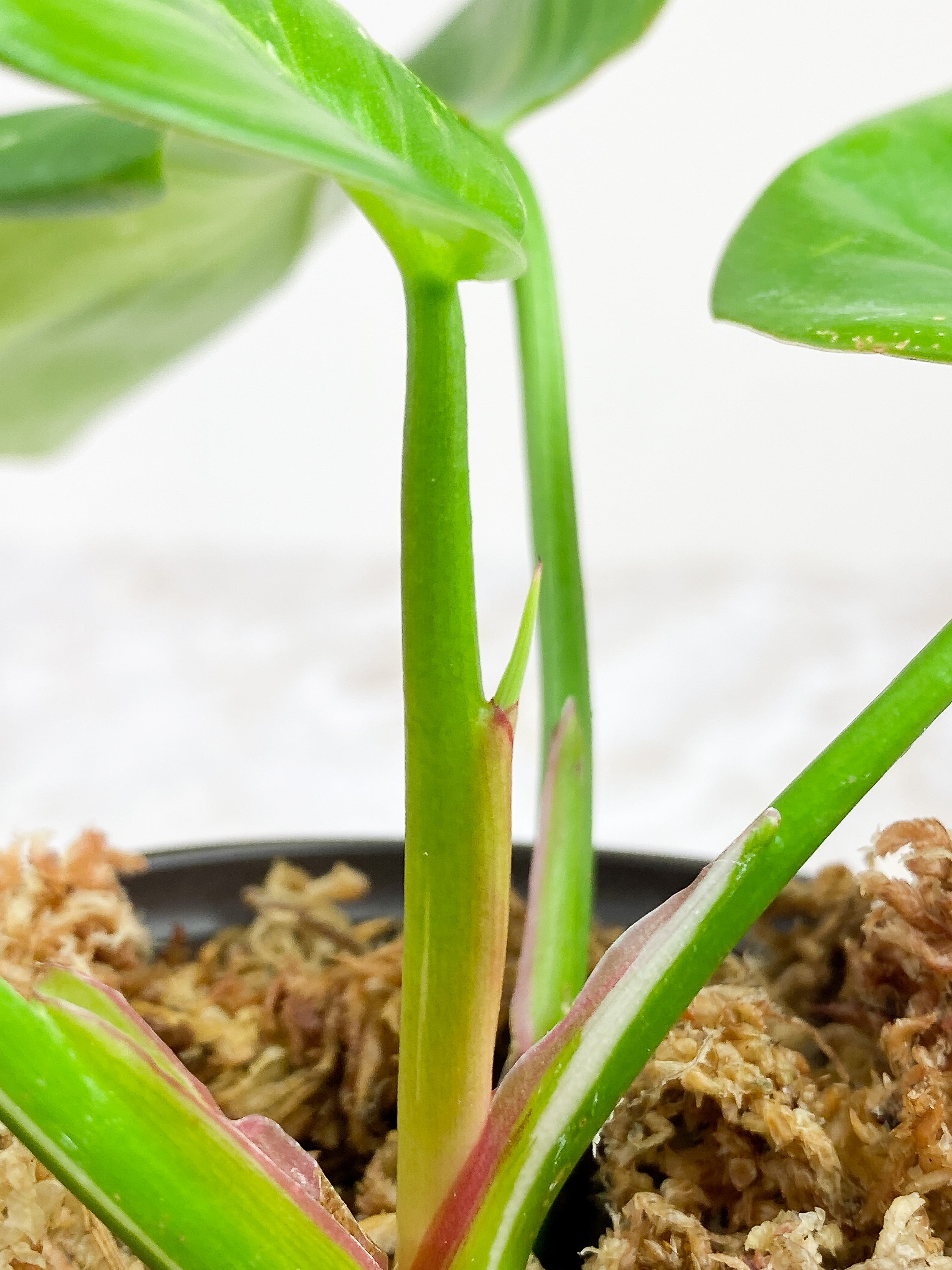 Philodendron White Princess rooted 5 leaves