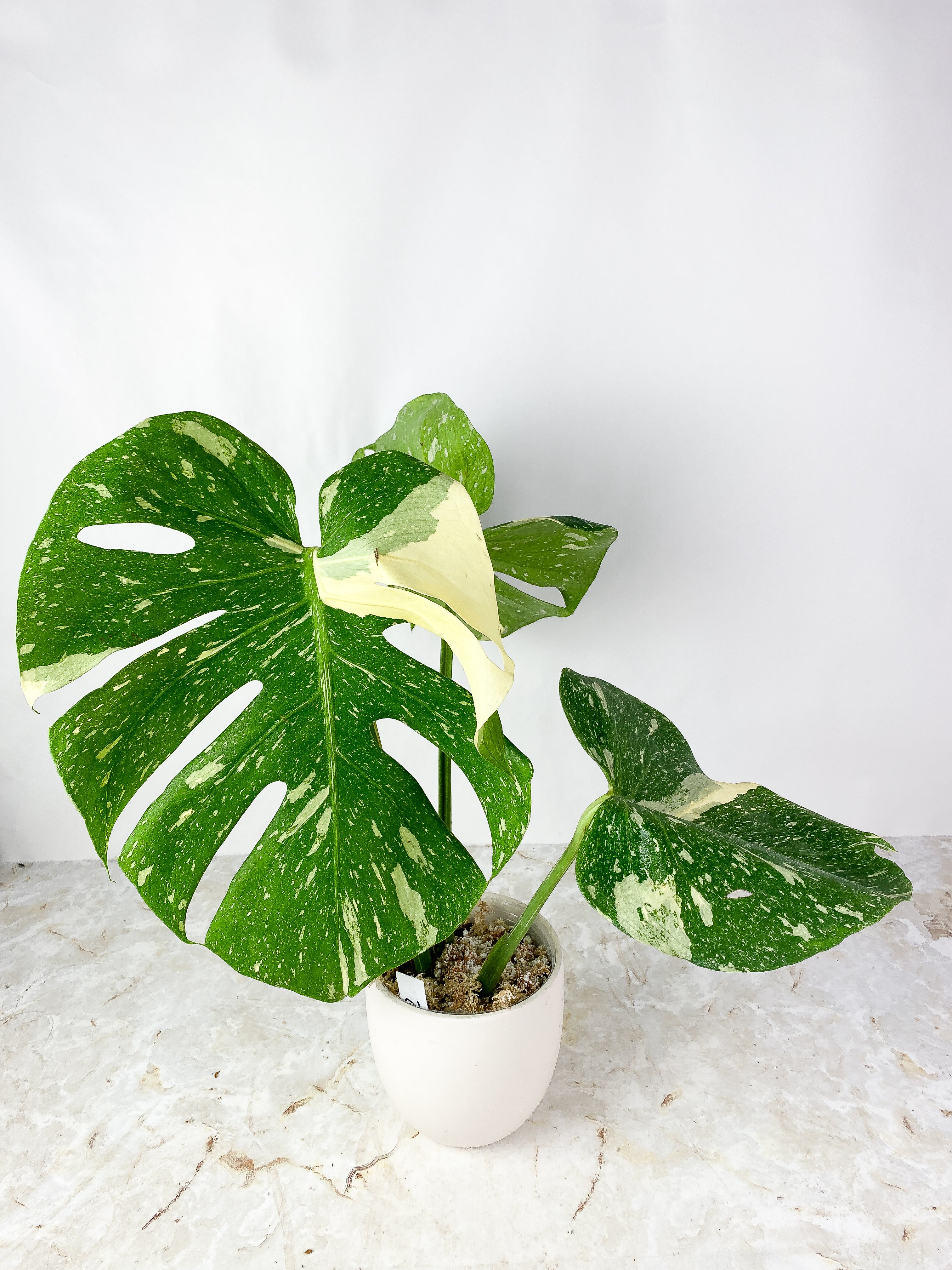 Monstera Thai Constellation rooted 3 big leaves (14") Highly Variegated